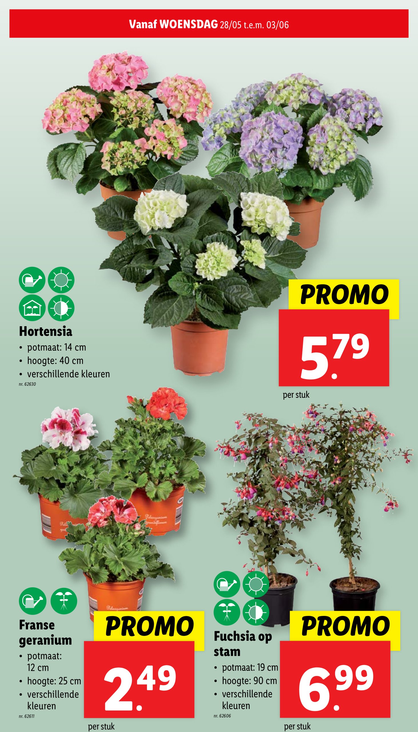lidl - Lidl folder geldig vanaf 28/05 - 02/06 - page: 31 lidl - Lidl folder geldig vanaf 28/05 - 02/06 - page: 31