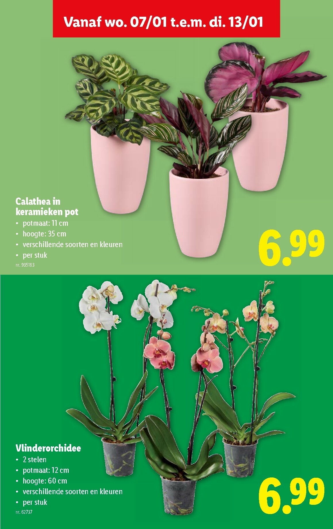 lidl - De Lidl folder geldig vanaf 07/01 t/m 13/01 - page: 38