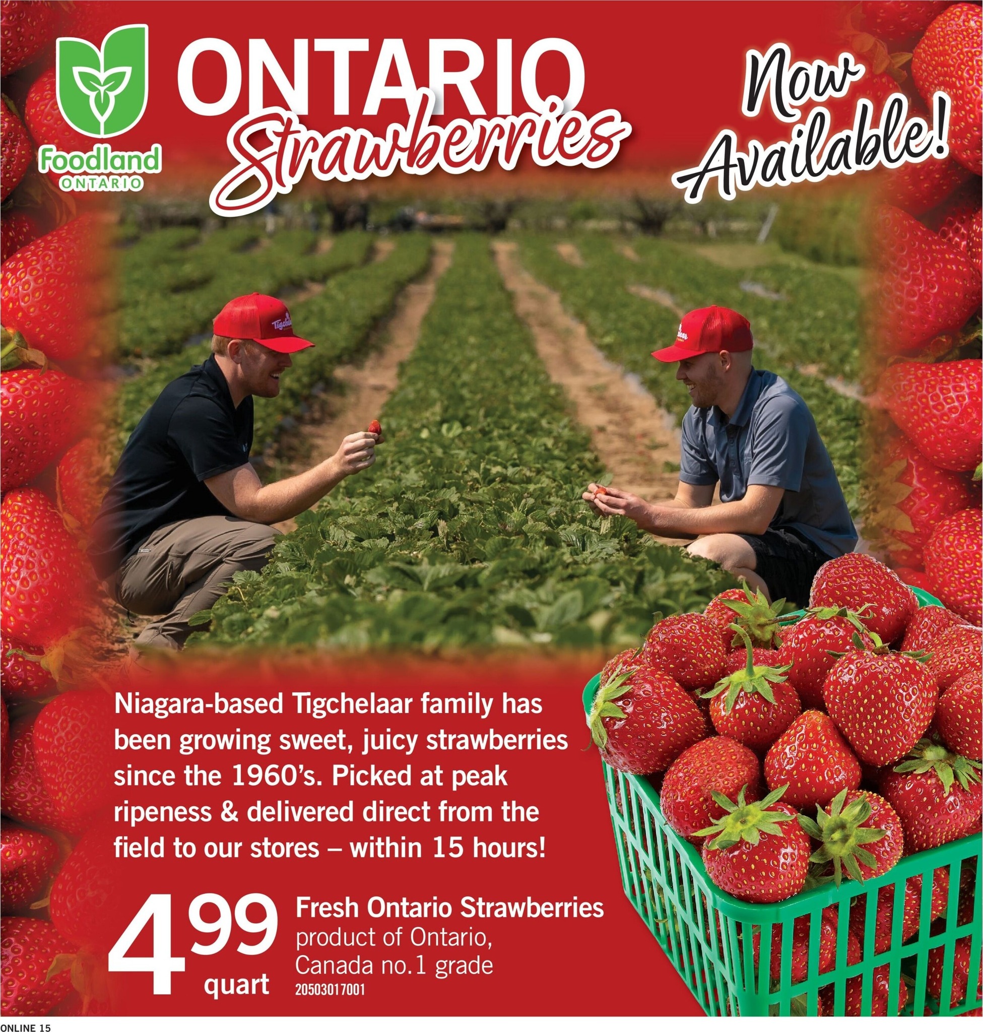fortinos - New Fortinos Flyer for This Week – 2026-06-11 to 2026-06-17 - page: 15