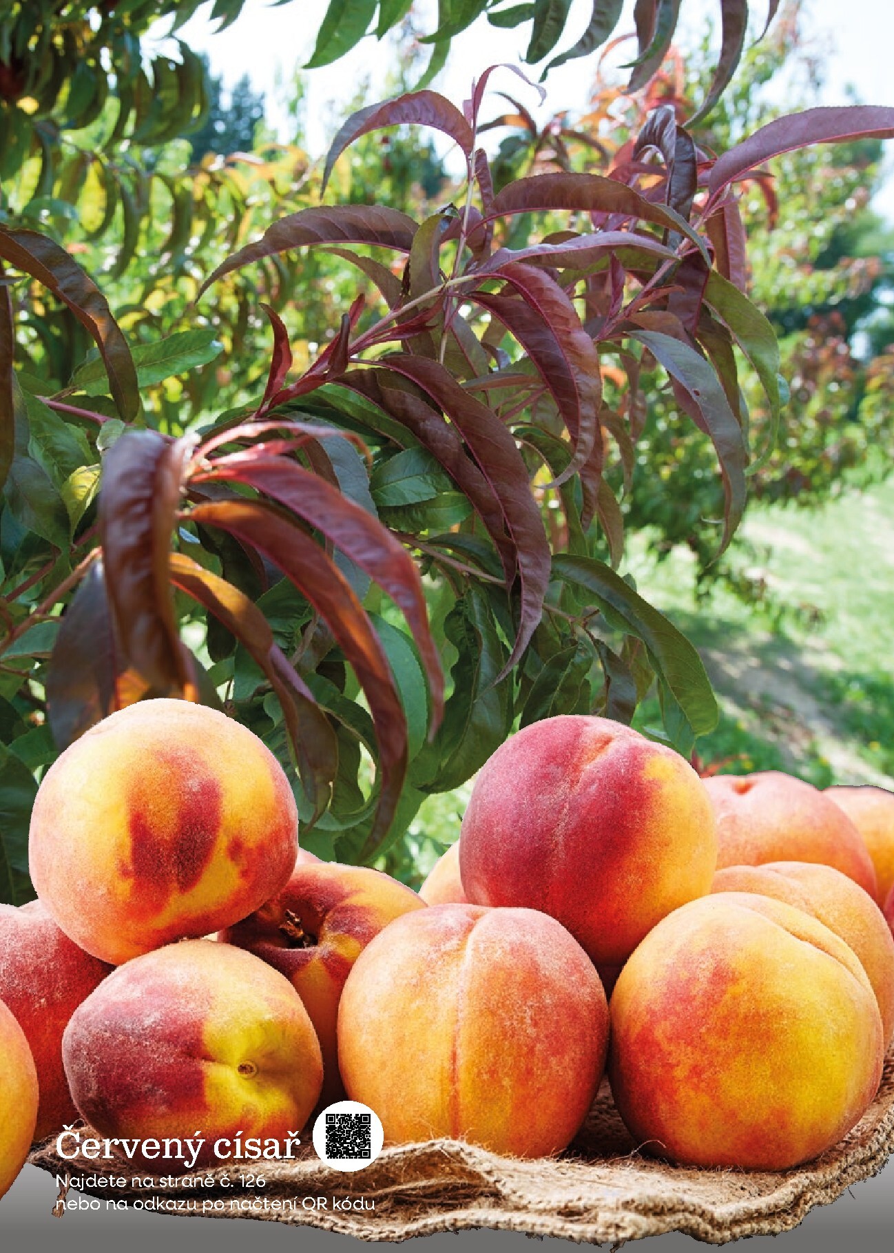 starkl - Starkl leták platný od neděle 01.03.2026 do čtvrtka 31.12.2026 - page: 144