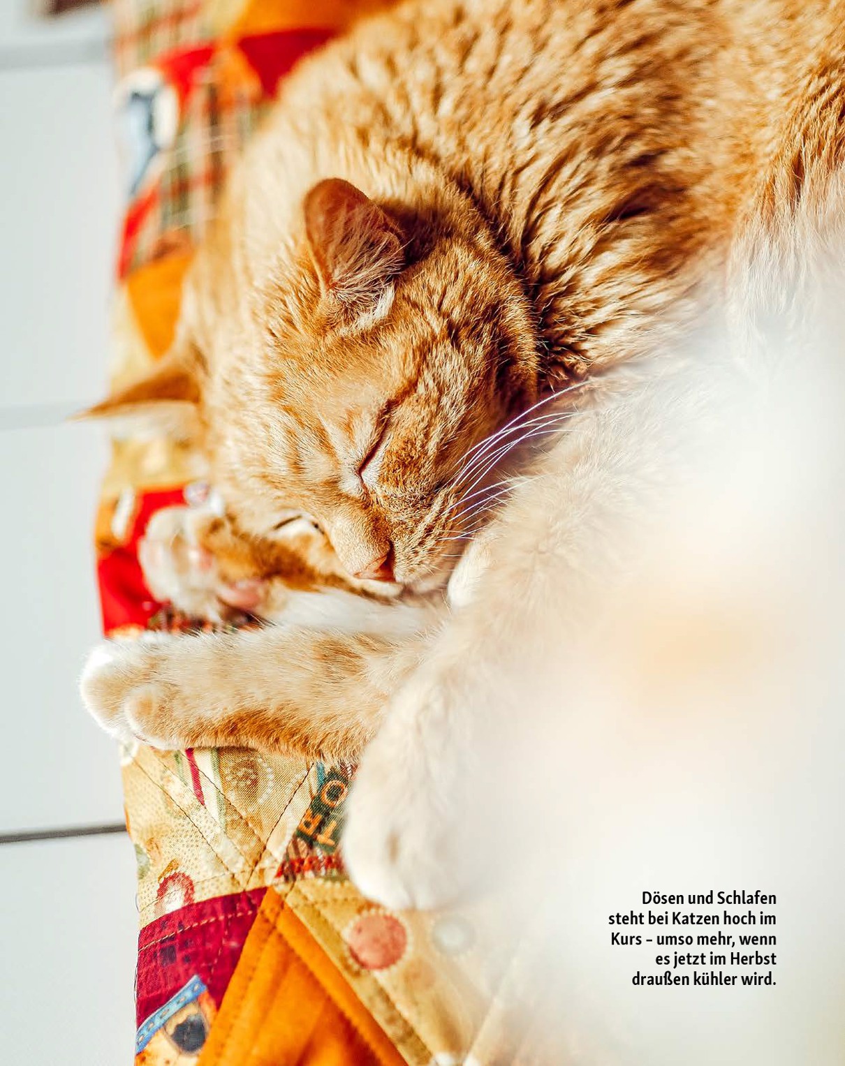 fressnapf - Fressnapf - Friends Magazin-Prospekt gültig vom 01.09. bis 31.10. - page: 15