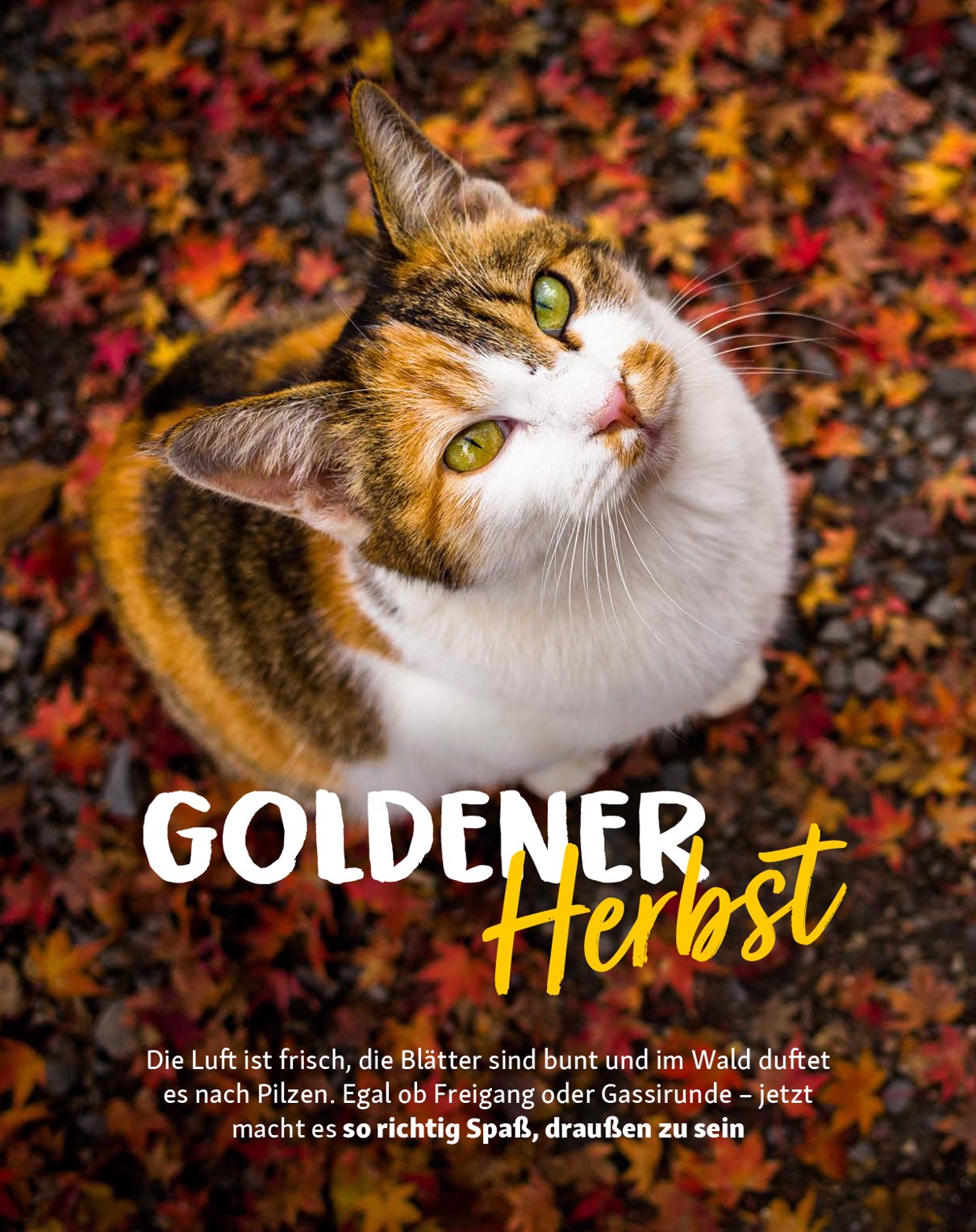 fressnapf - Fressnapf - Friends Magazin-Prospekt gültig vom 01.09. bis 31.10. - page: 11