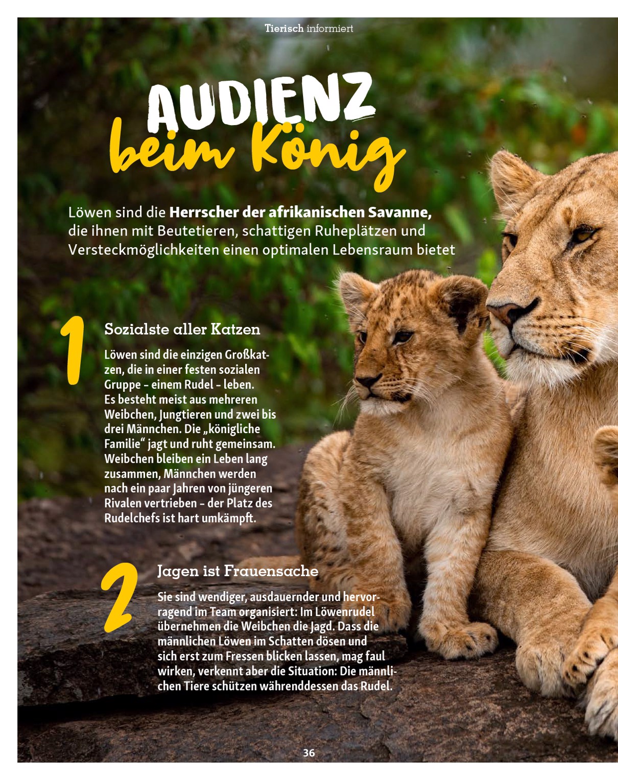 fressnapf - Fressnapf - Friends Magazin-Prospekt gültig vom 01.09. bis 31.10. - page: 36