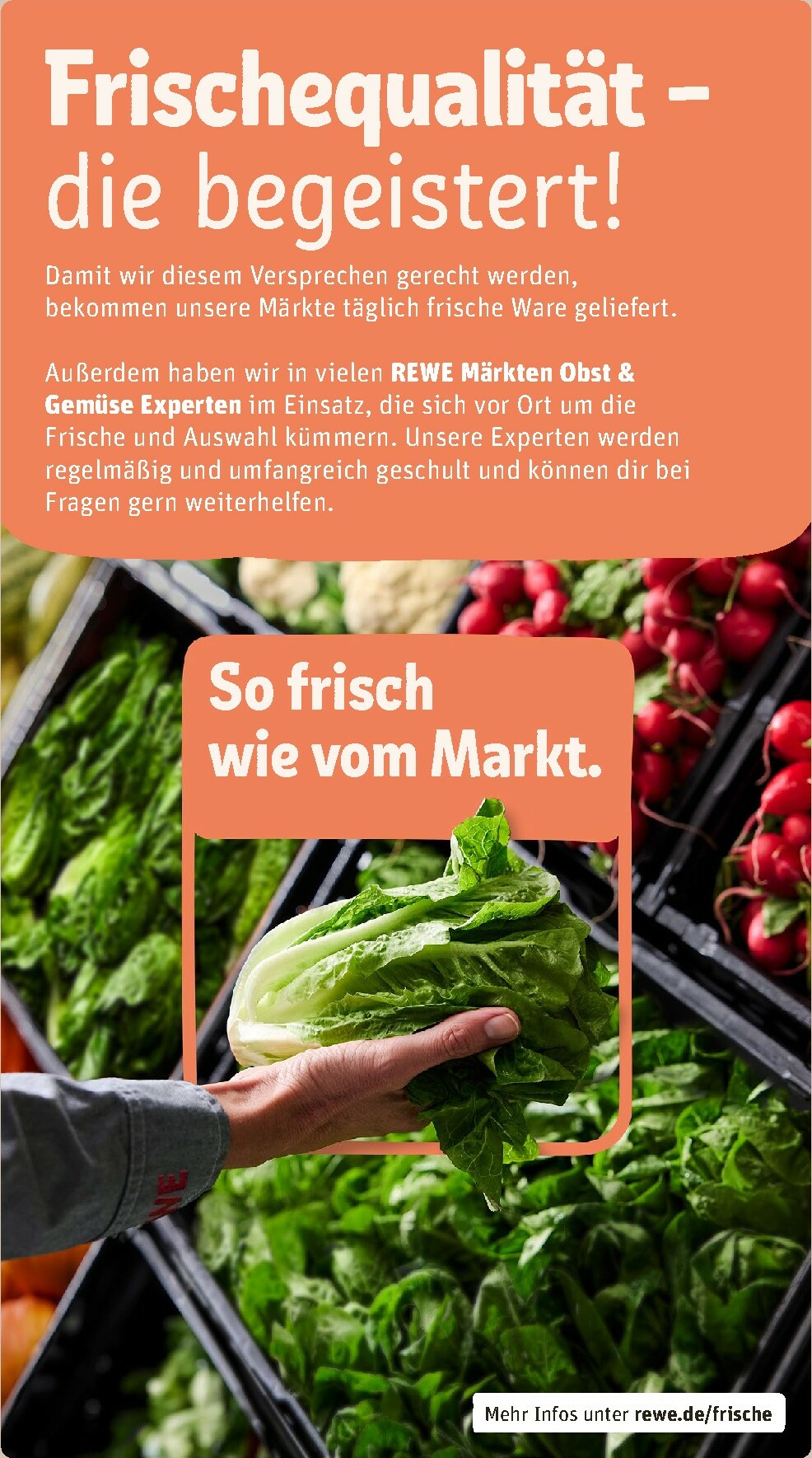 rewe - Rewe-Prospekt gültig vom 26.01. bis 01.02. - page: 25