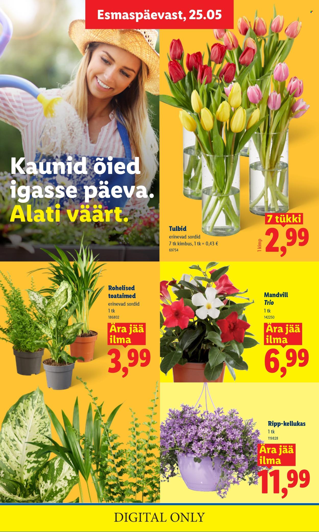 lidl - Lidl kliendileht - Kliendileht (25.05 - 31.05.2026) - page: 8