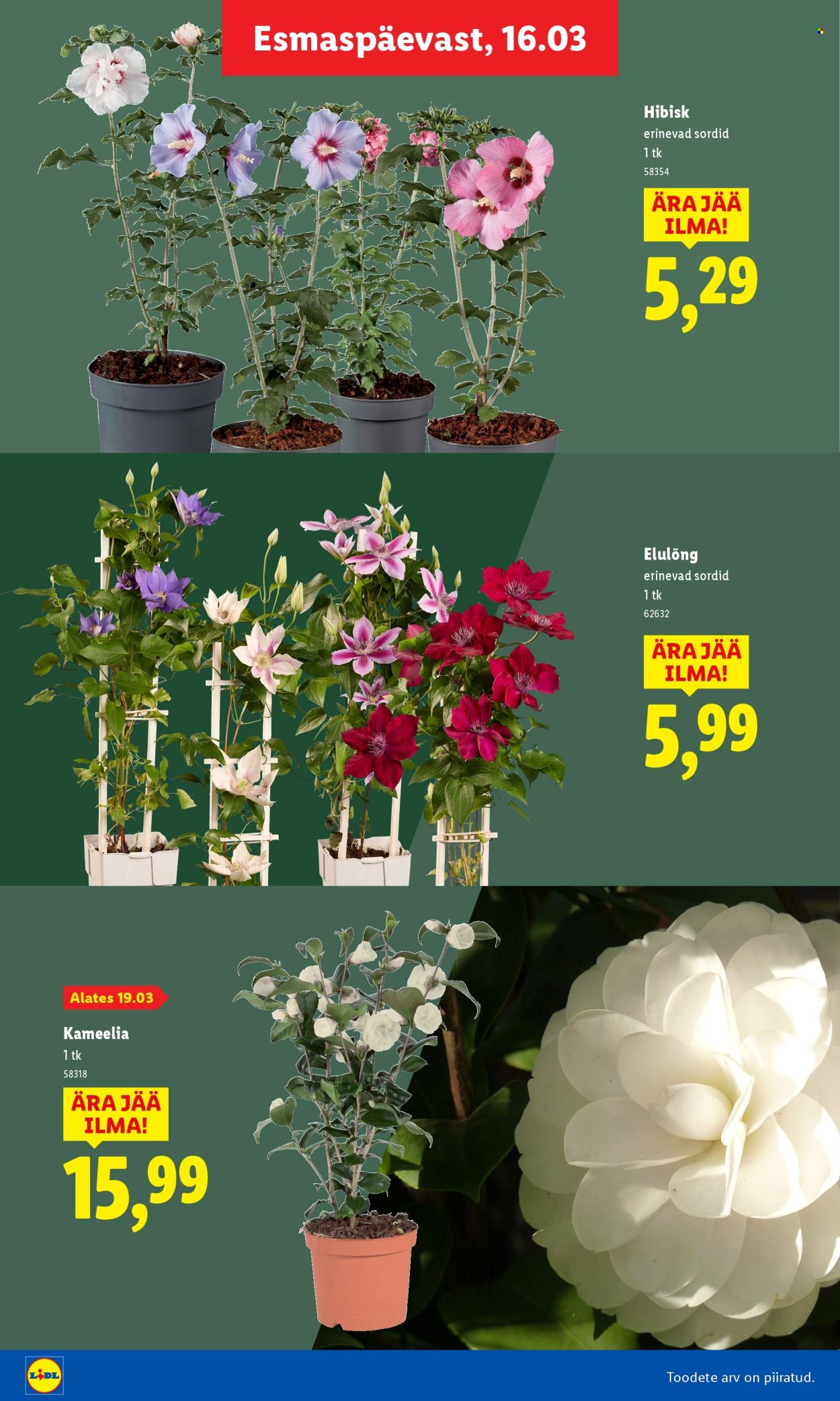 lidl - Lidl kliendileht - Aiakataloog - page: 16