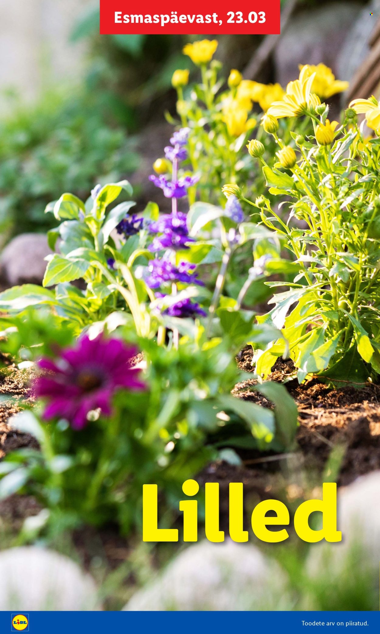 lidl - Lidl kliendileht - Aiakataloog - page: 24