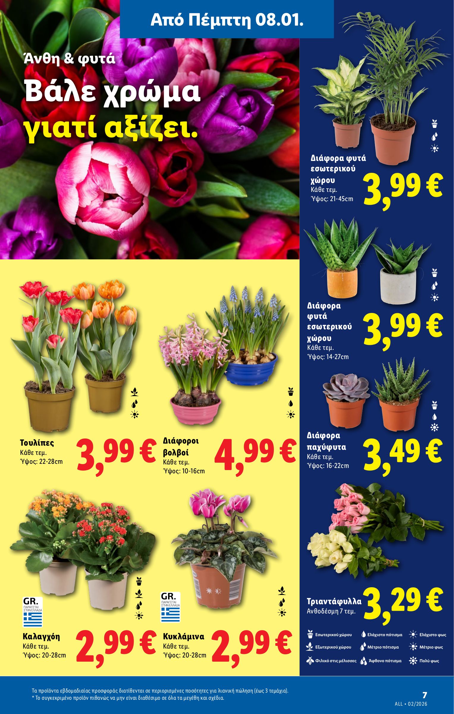 lidl - Lidl φυλλάδιο έγκυρο από 08/01 - 14/01 - page: 31