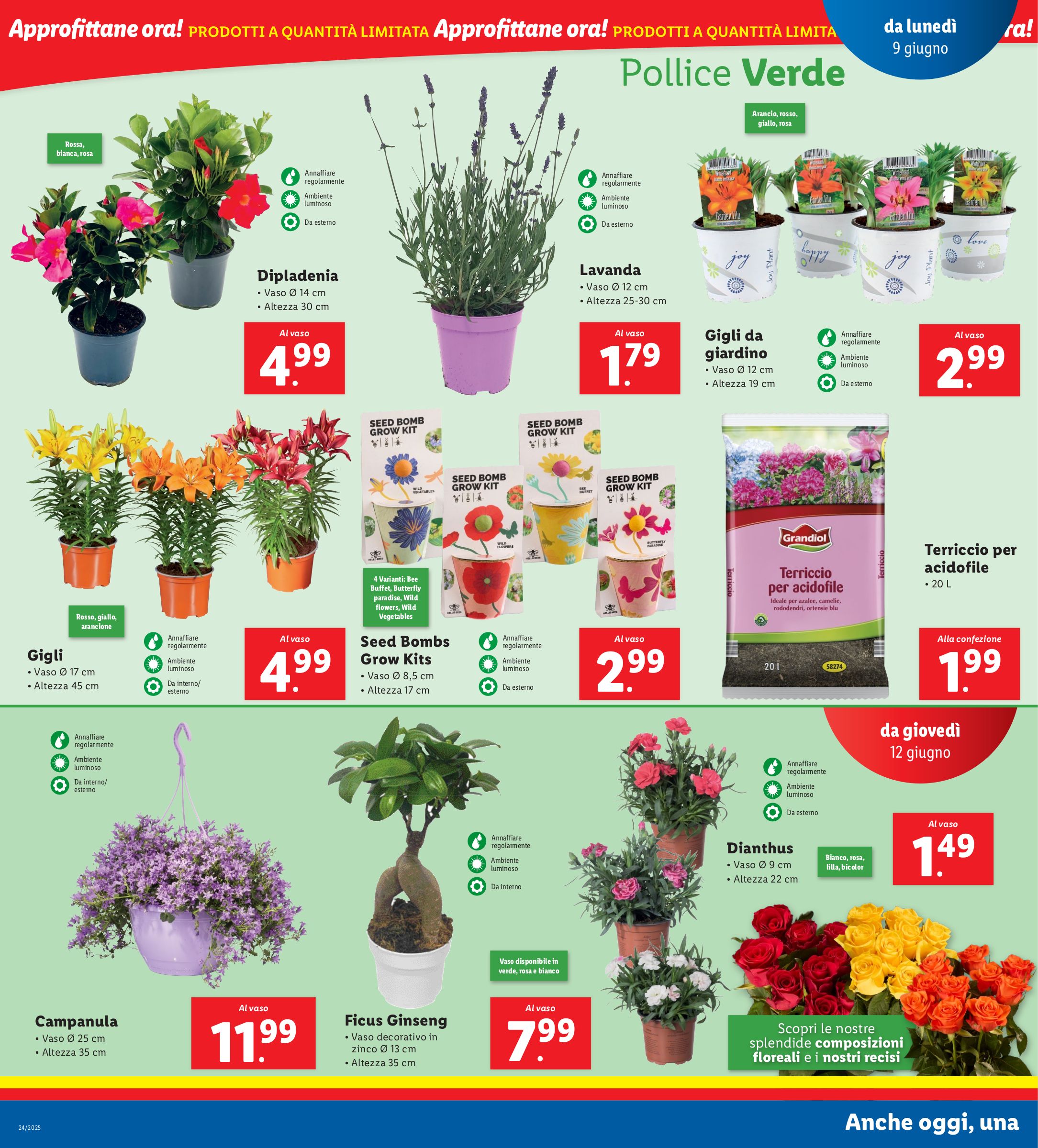 lidl - Volantino Lidl valido dal 09/06 al 15/06 - page: 16 lidl - Volantino Lidl valido dal 09/06 al 15/06 - page: 16
