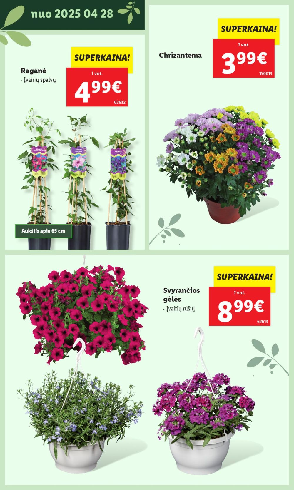 lidl - LIDL - Švenčiame sodą (2025 05 12 - ) - page: 34 lidl - LIDL - Švenčiame sodą (2025 05 12 - ) - page: 34