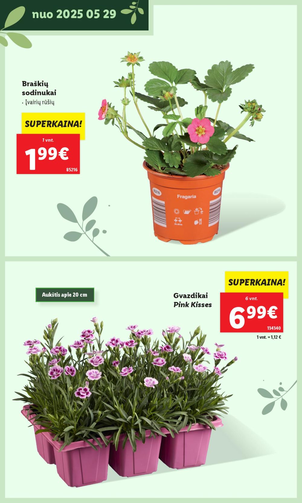 lidl - LIDL - Švenčiame sodą (2025 05 12 - ) - page: 24 lidl - LIDL - Švenčiame sodą (2025 05 12 - ) - page: 24