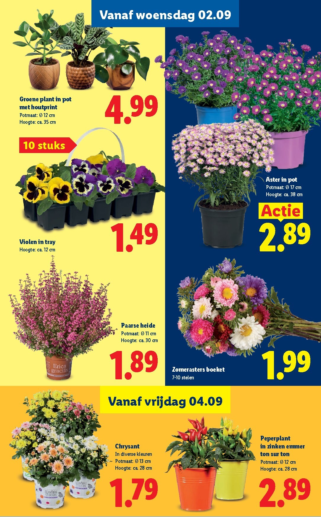 lidl - Lidl folder voor volgende week van maandag 31-08-2026 tot zondag 06-09-2026 - page: 42