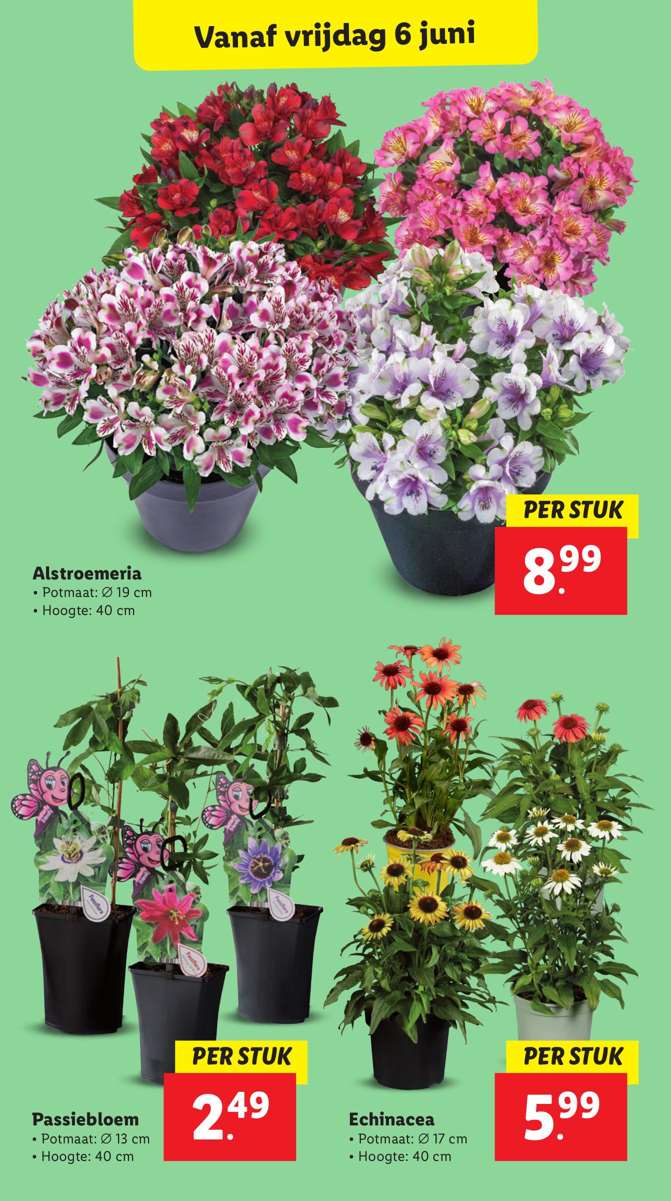 lidl - Lidl folder geldig vanaf 02-06 t/m 09-06 - page: 17 lidl - Lidl folder geldig vanaf 02-06 t/m 09-06 - page: 17
