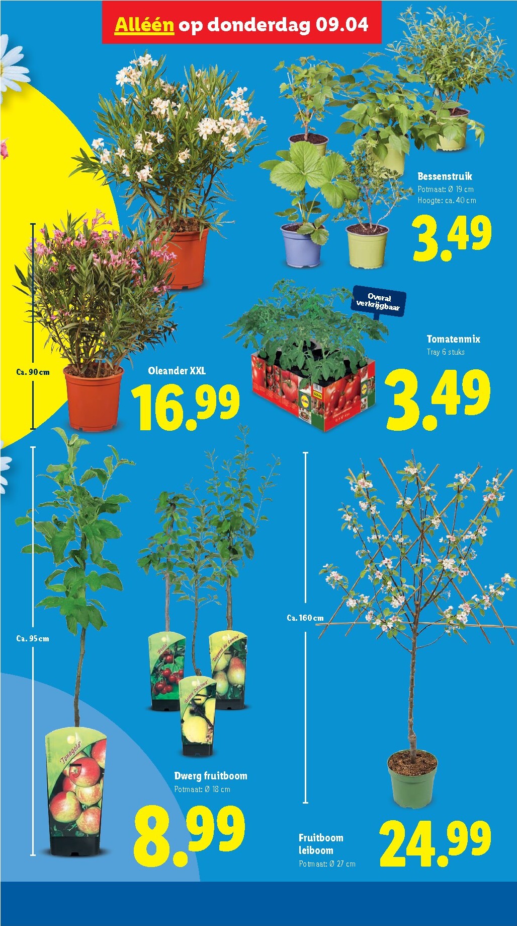 lidl - De Lidl folder geldig vanaf 07-04-2026 t/m 12-04-2026 - page: 38