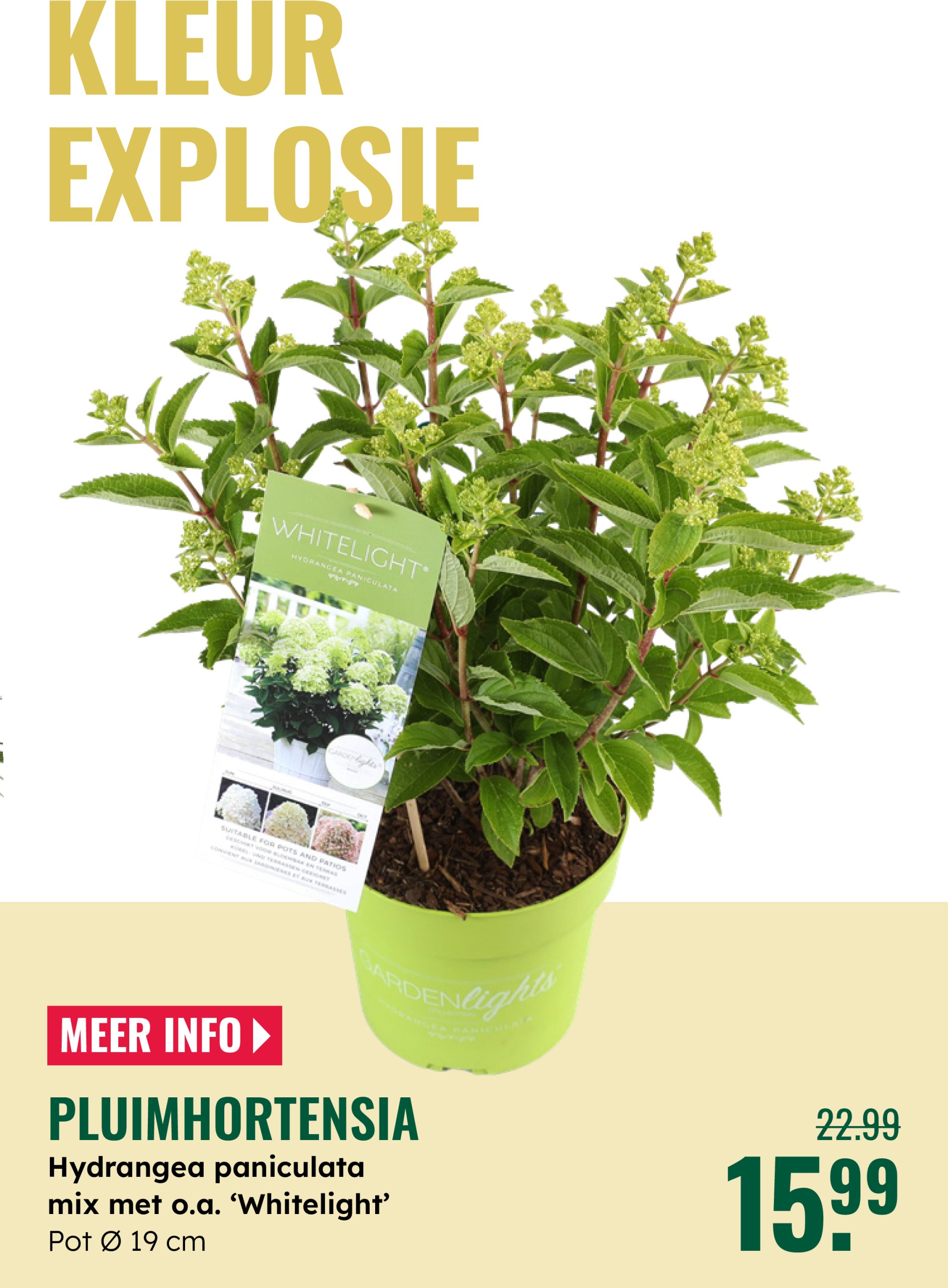 groenrijk - GroenRijk folder geldig vanaf 04-06 t/m 17-06 - page: 19