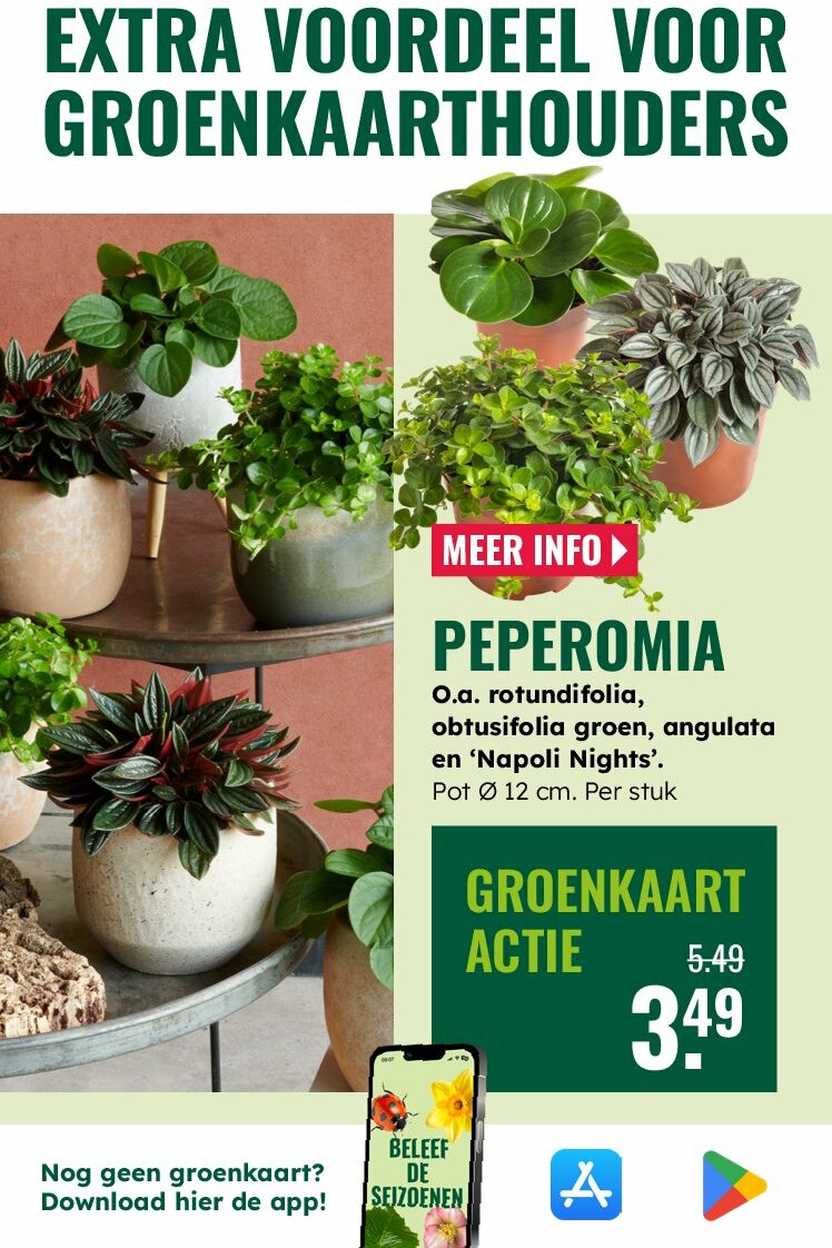 groenrijk - GroenRijk folder geldig vanaf 30-07 t/m 12-08 - page: 16