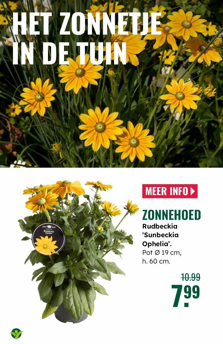 groenrijk - GroenRijk folder geldig vanaf 30-07 t/m 12-08 - page: 10