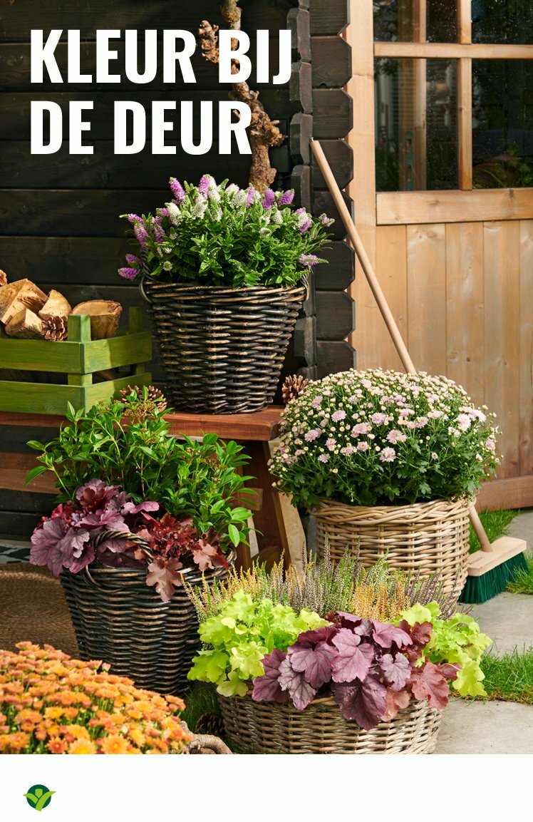 groenrijk - GroenRijk folder geldig vanaf 30-07 t/m 12-08 - page: 6