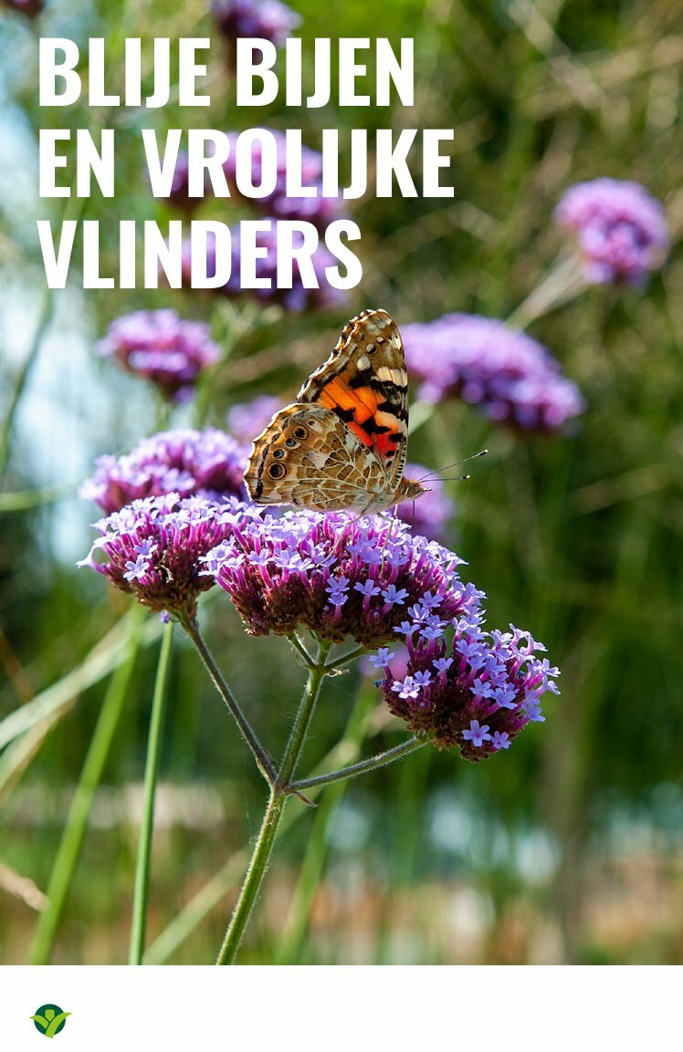 groenrijk - GroenRijk folder geldig vanaf 30-07 t/m 12-08 - page: 13