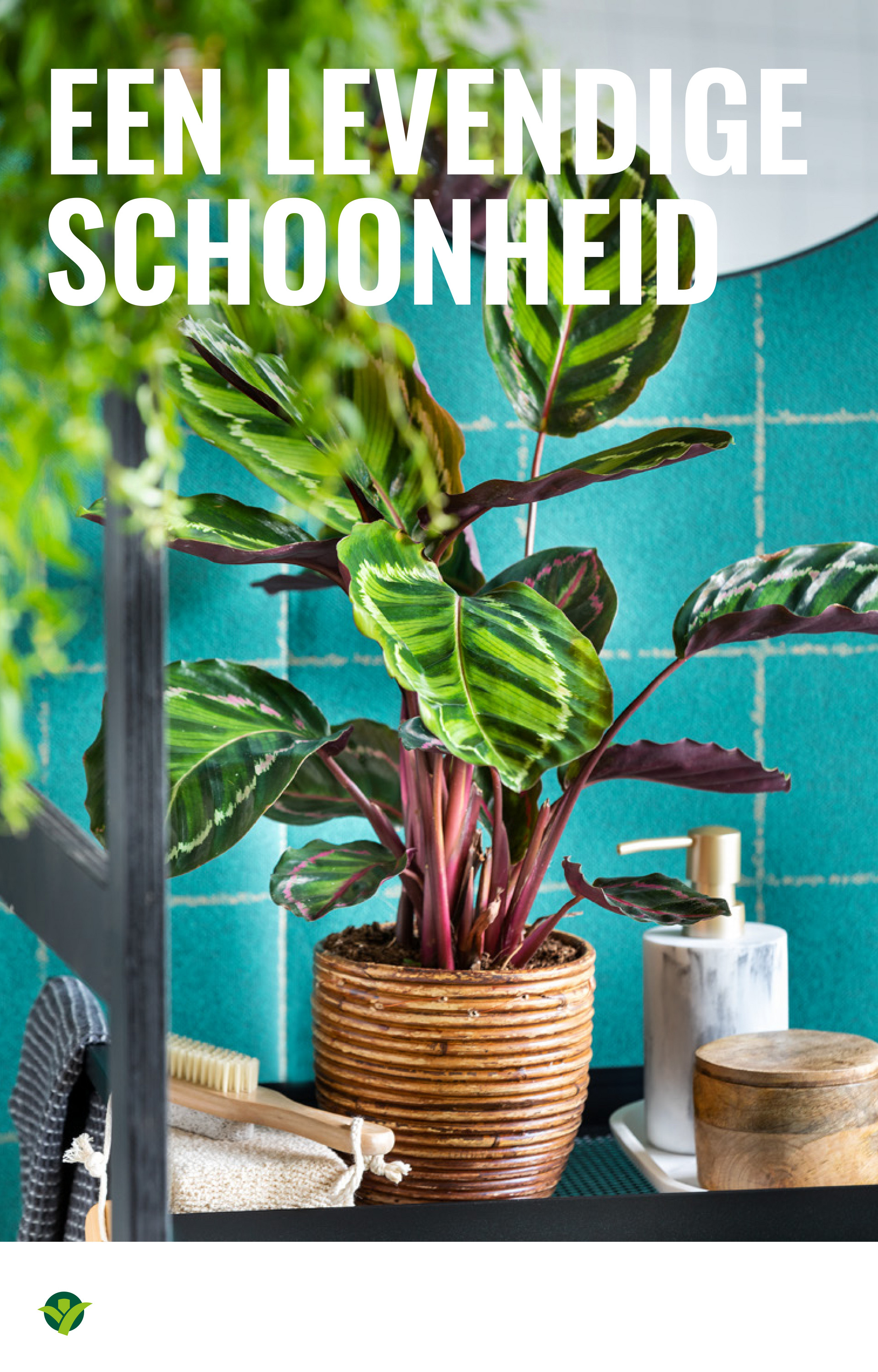 groenrijk - De GroenRijk folder geldig vanaf 22-10 t/m 28-10 - page: 8