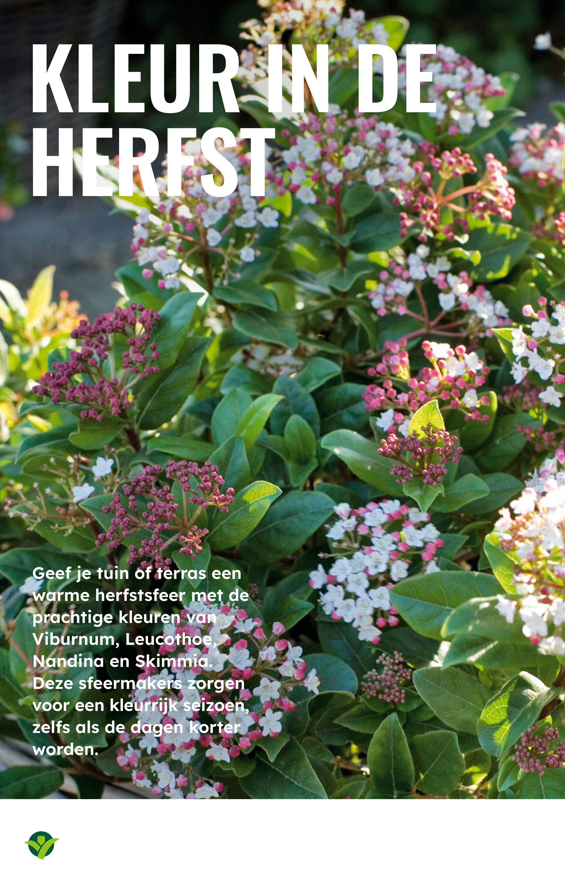 groenrijk - De GroenRijk folder geldig vanaf 22-10 t/m 28-10 - page: 10