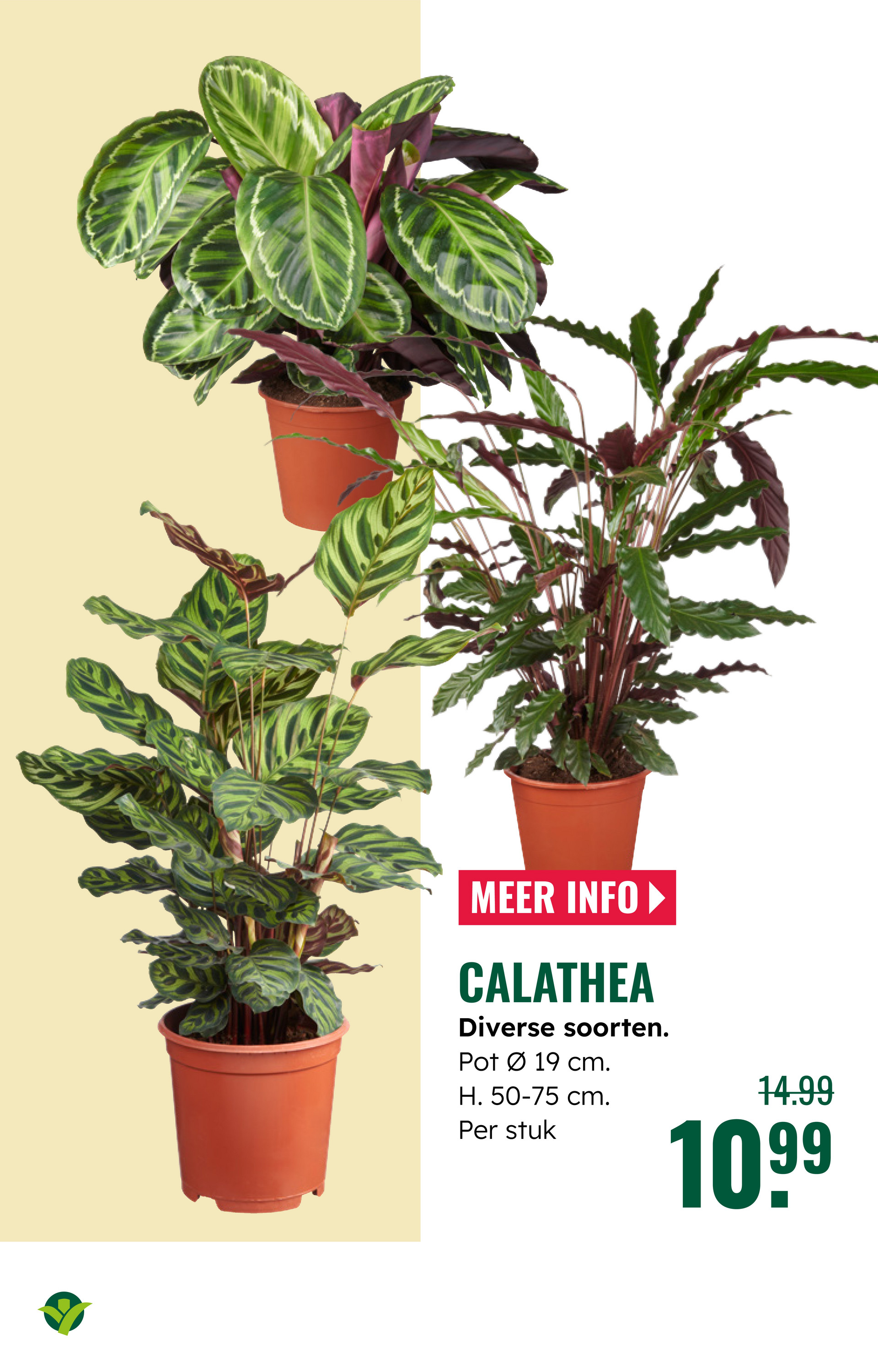 groenrijk - De GroenRijk folder geldig vanaf 22-10 t/m 28-10 - page: 9