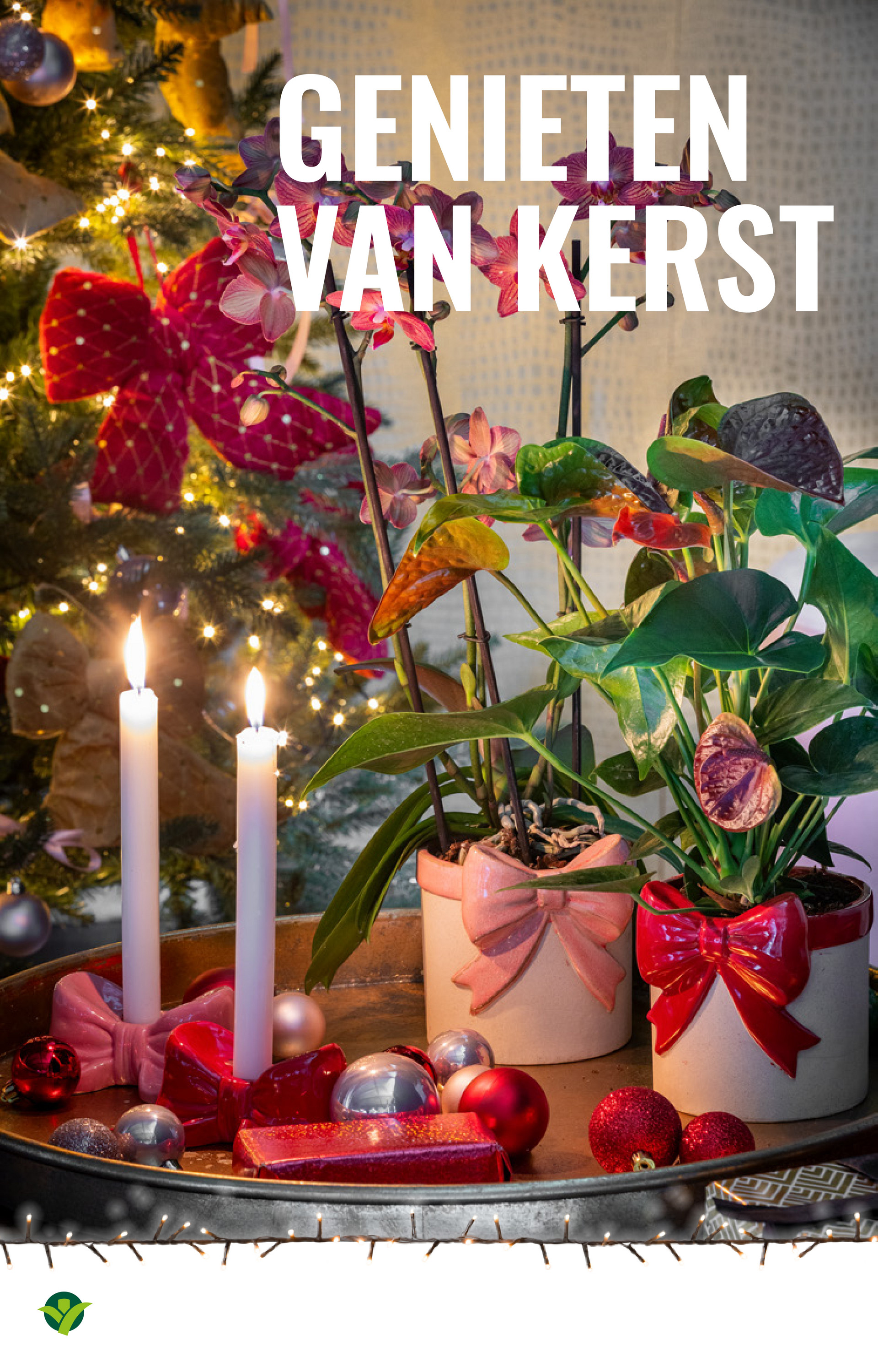 groenrijk - De GroenRijk folder geldig vanaf 03-12 t/m 09-12 - page: 11