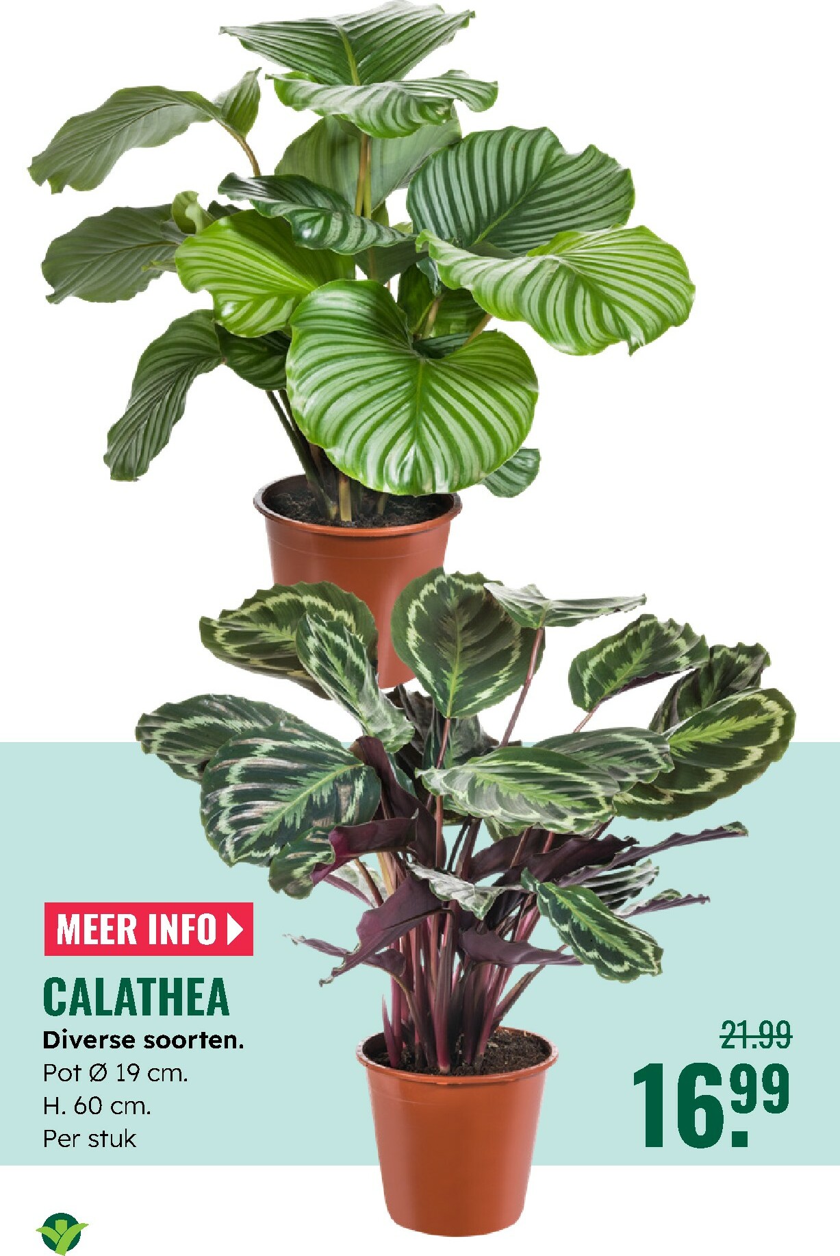 groenrijk - De GroenRijk folder geldig vanaf 27-12 t/m 07-01 - page: 15