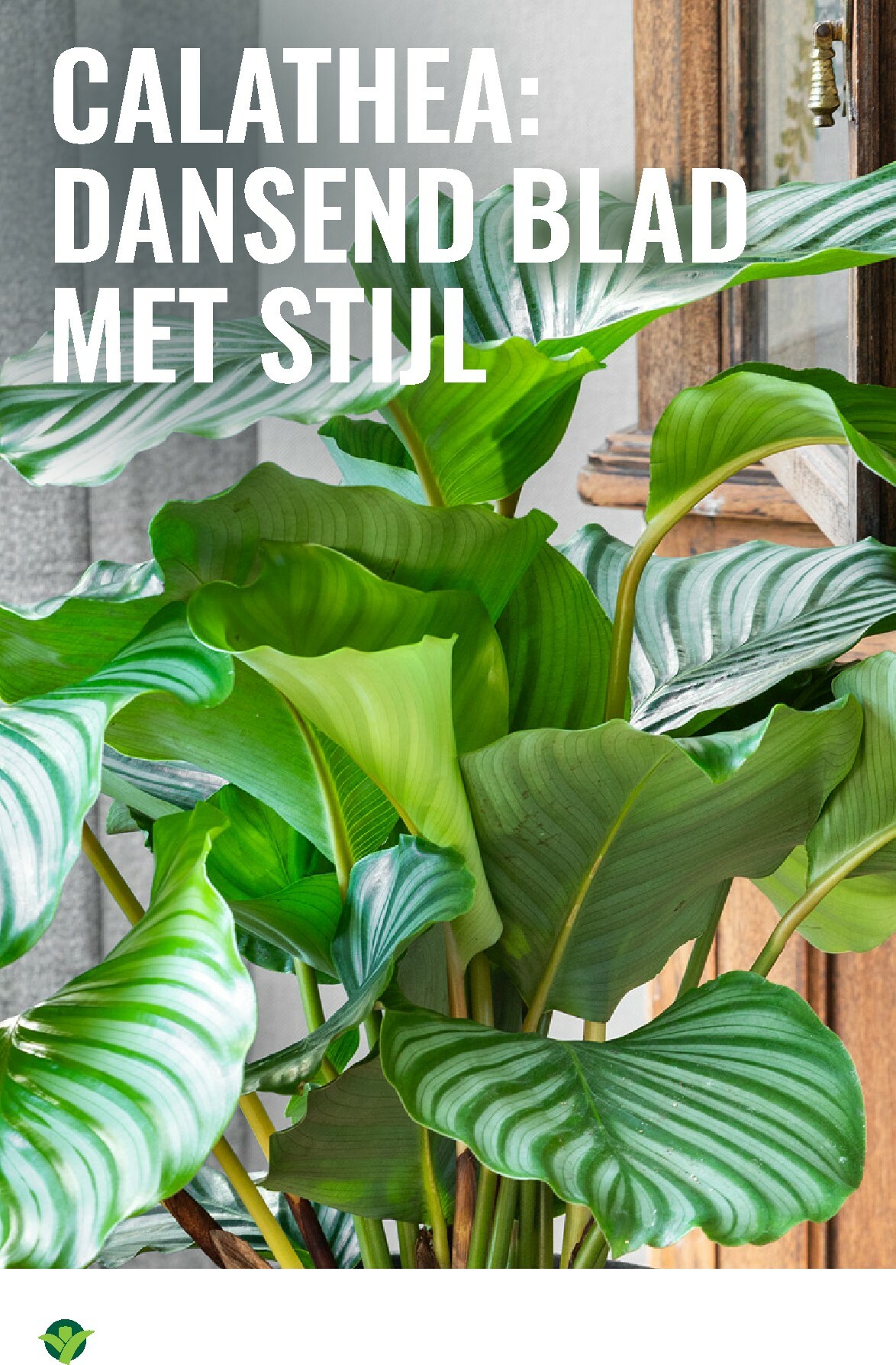 groenrijk - De GroenRijk folder geldig vanaf 27-12 t/m 07-01 - page: 14