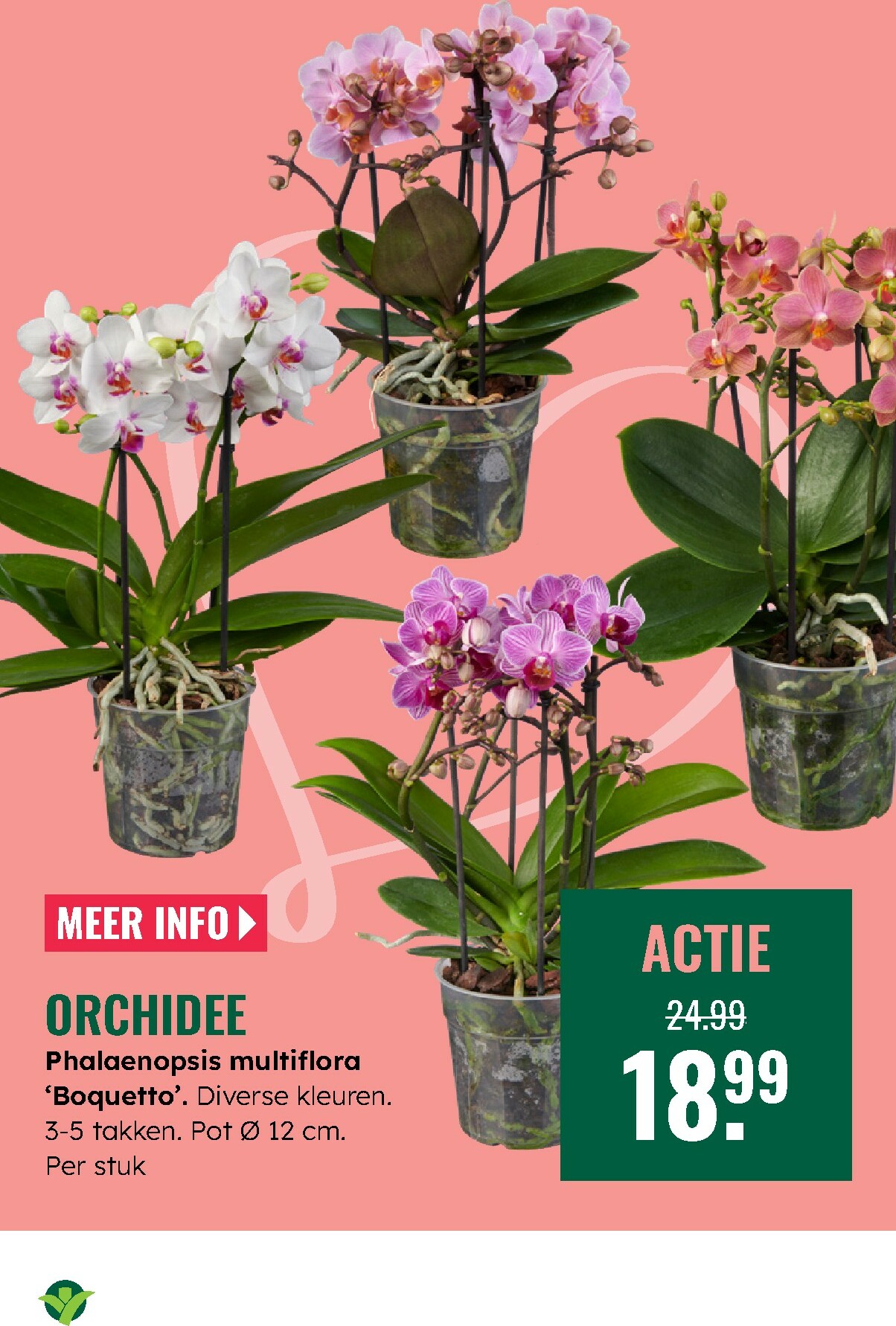 groenrijk - De GroenRijk folder geldig vanaf 12-02-2026 t/m 18-02-2026 - page: 17