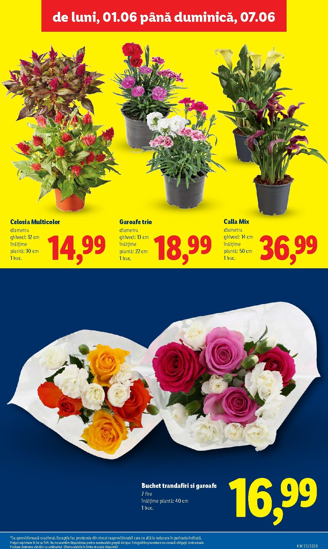 lidl - Brosura Lidl valabilă de la luni 01.06.2026 până la duminică 07.06.2026 - page: 49