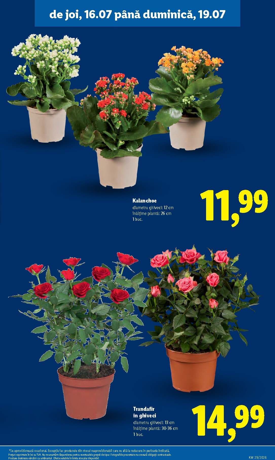 lidl - Lidl pliante pentru săptămâna viitoare de la luni 13.07.2026 până la duminică 19.07.2026 - page: 61