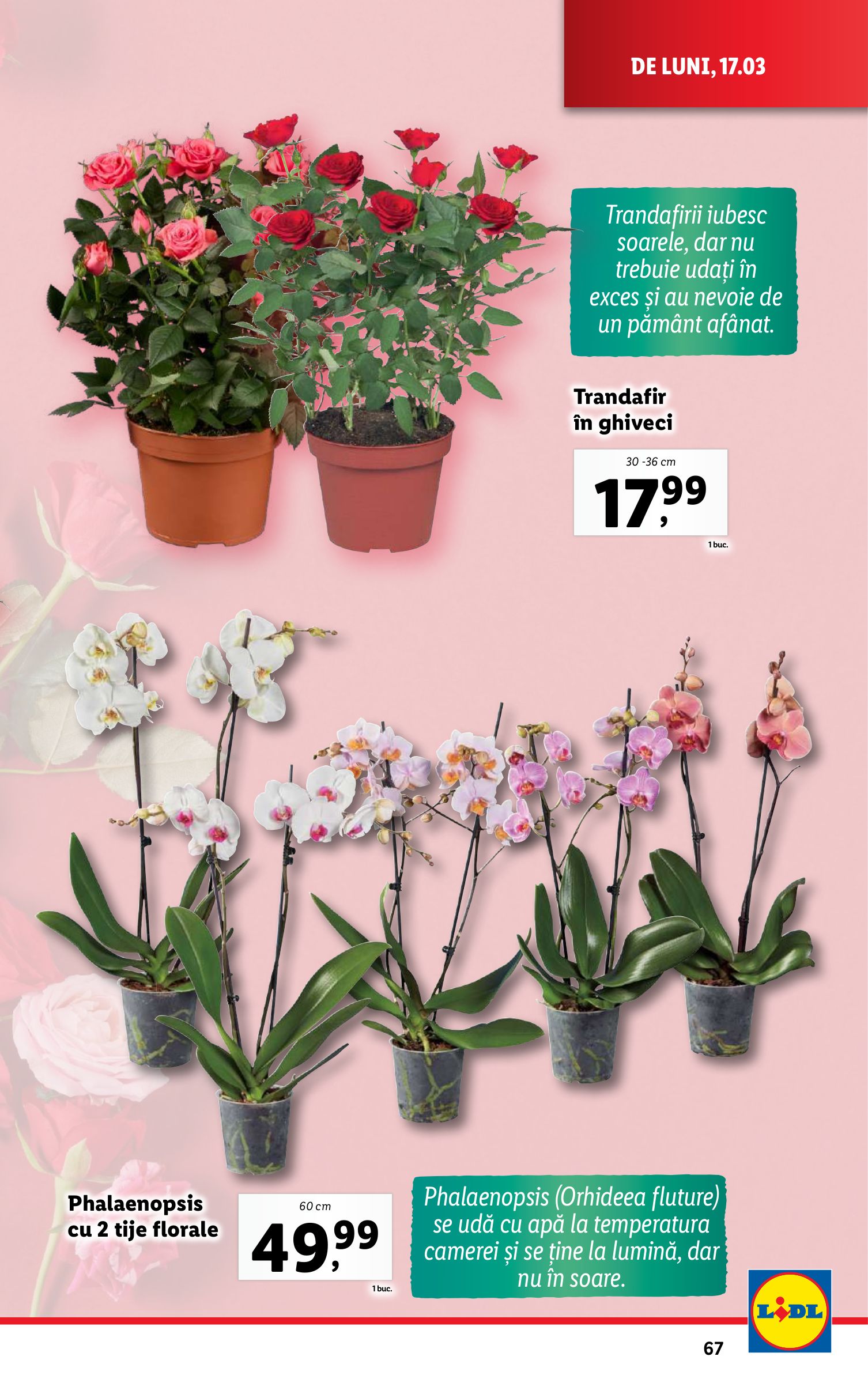 lidl - Catalog Lidl valabil din 17.03. - 23.03. - page: 67 lidl - Catalog Lidl valabil din 17.03. - 23.03. - page: 67