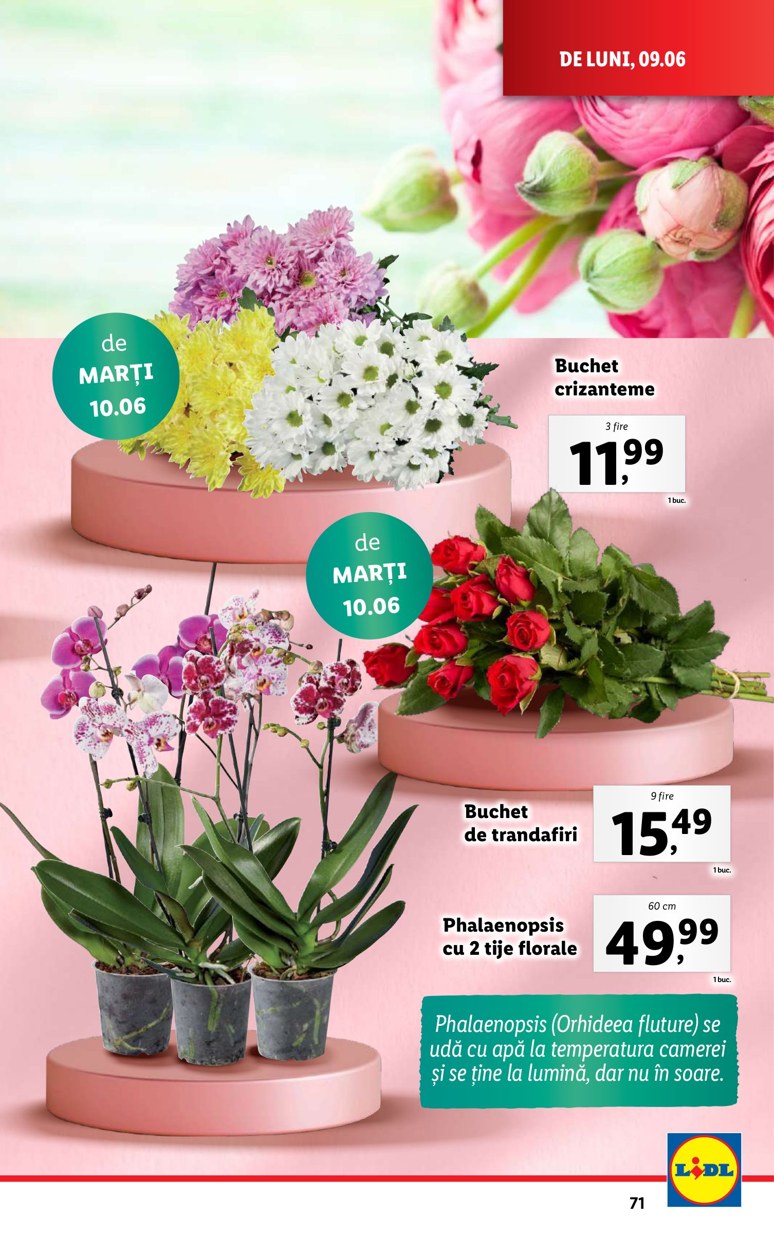 lidl - Catalog Lidl valabil din 09.06. până pe 15.06. - page: 71 lidl - Catalog Lidl valabil din 09.06. până pe 15.06. - page: 71