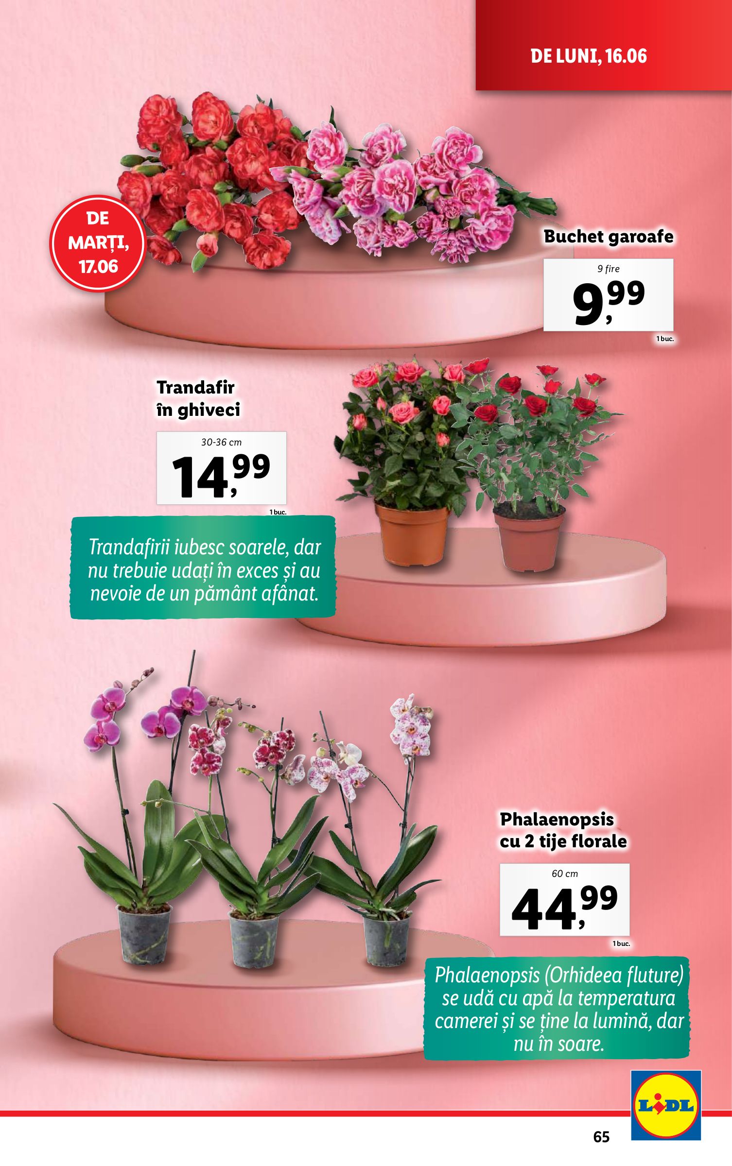 lidl - Catalog Lidl valabil din 16.06. până pe 22.06. - page: 65