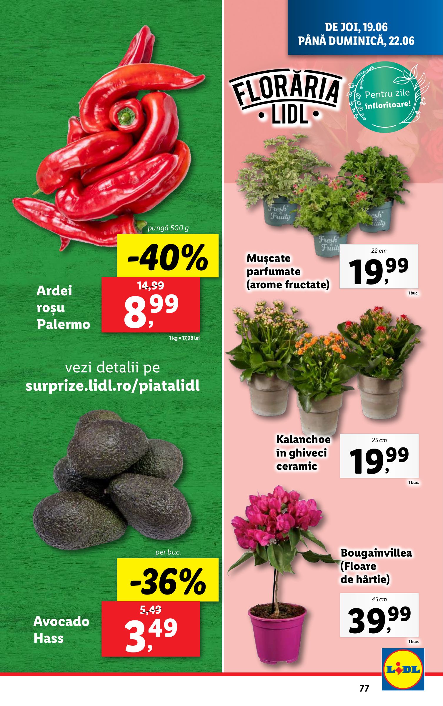 lidl - Catalog Lidl valabil din 16.06. până pe 22.06. - page: 77