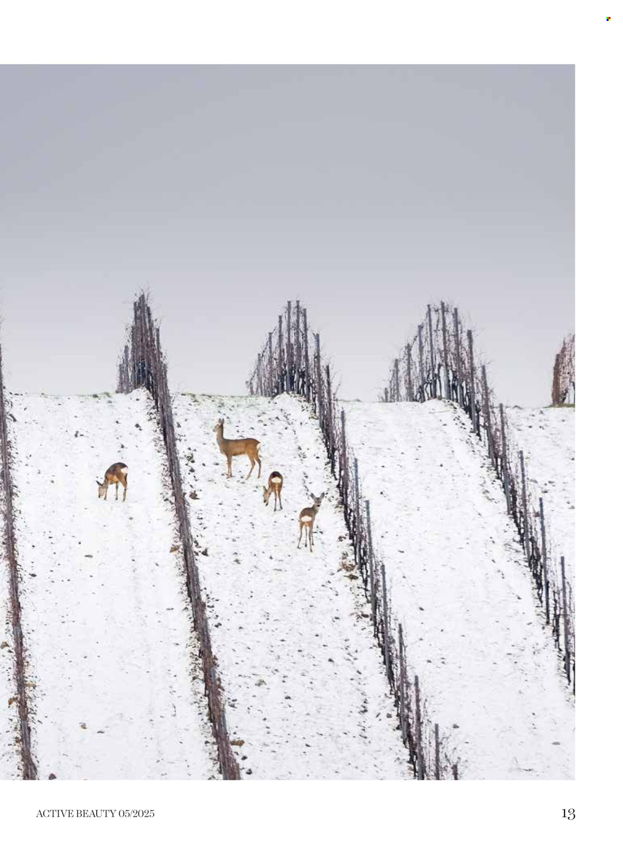 dm-drogerie - dm drogerie katalog februar 2026 - page: 13