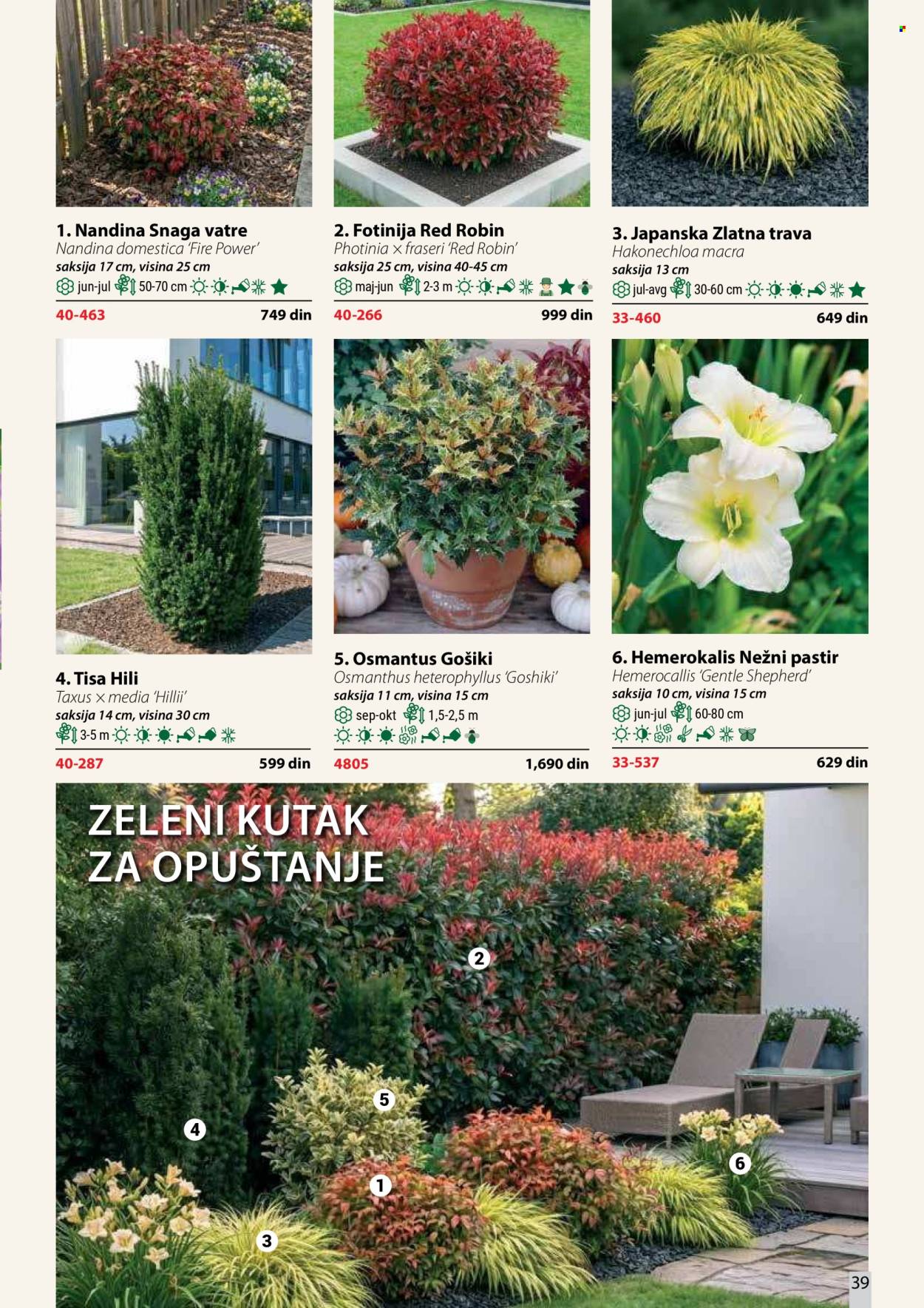 flora-ekspres - Flora Ekspres katalog oktobar 2026 - page: 39
