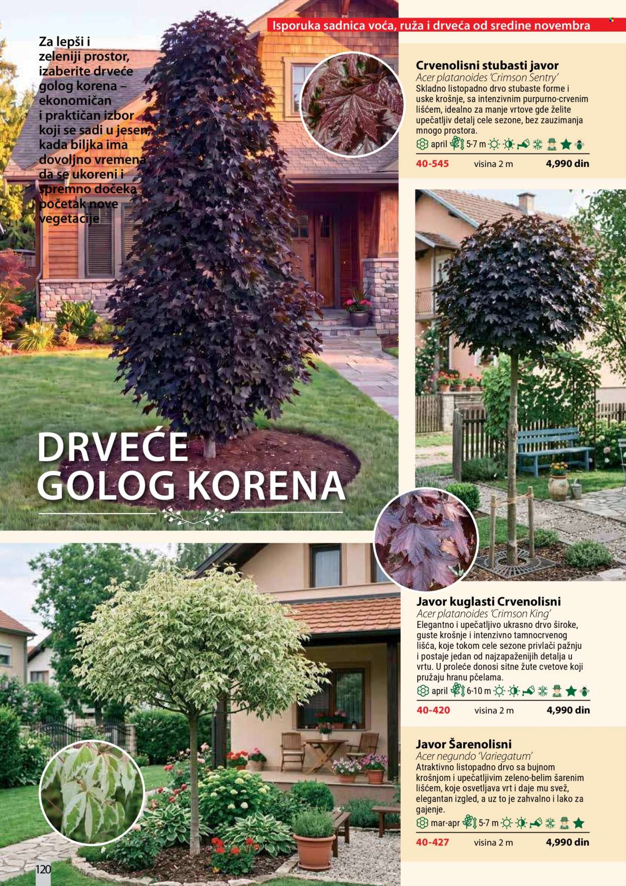 flora-ekspres - Flora Ekspres katalog oktobar 2026 - page: 120