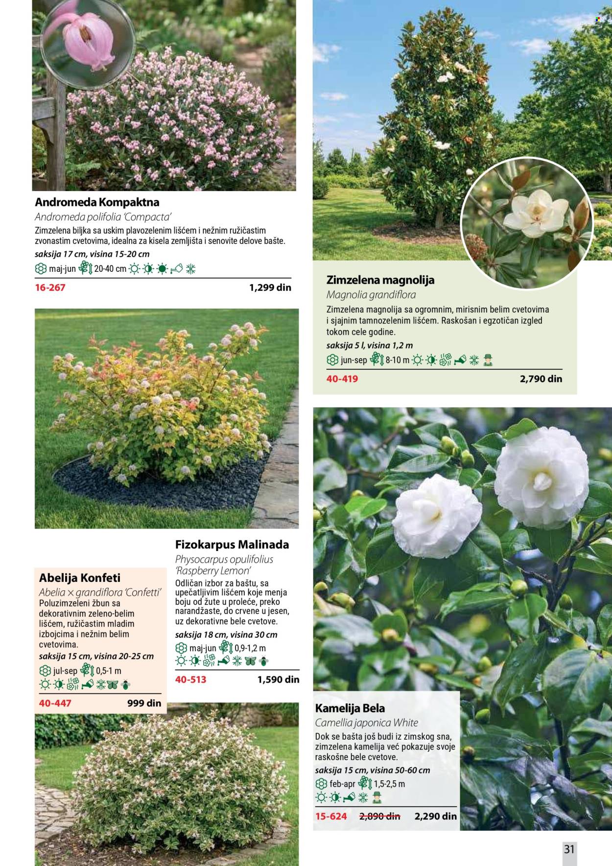 flora-ekspres - Flora Ekspres katalog oktobar 2026 - page: 31