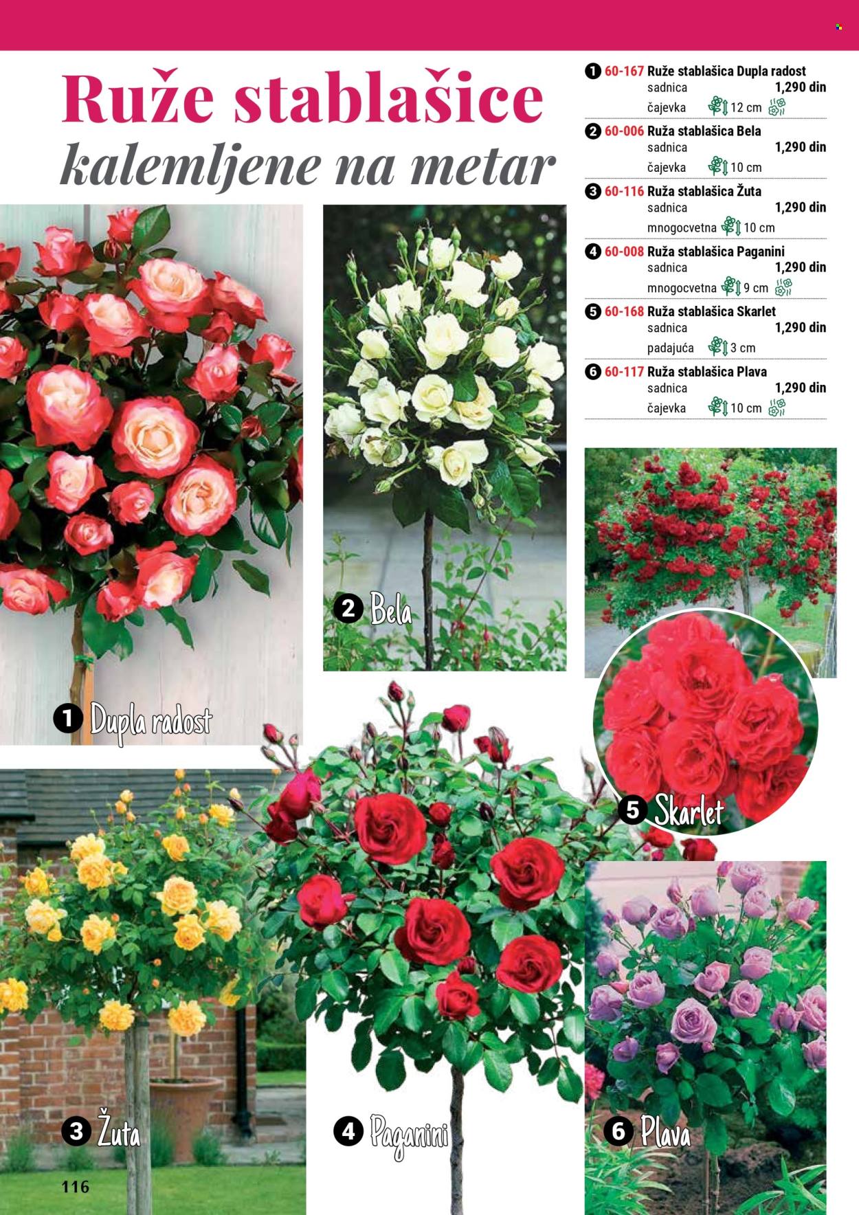 flora-ekspres - Flora Ekspres katalog februar 2025 - page: 116 flora-ekspres - Flora Ekspres katalog februar 2025 - page: 116