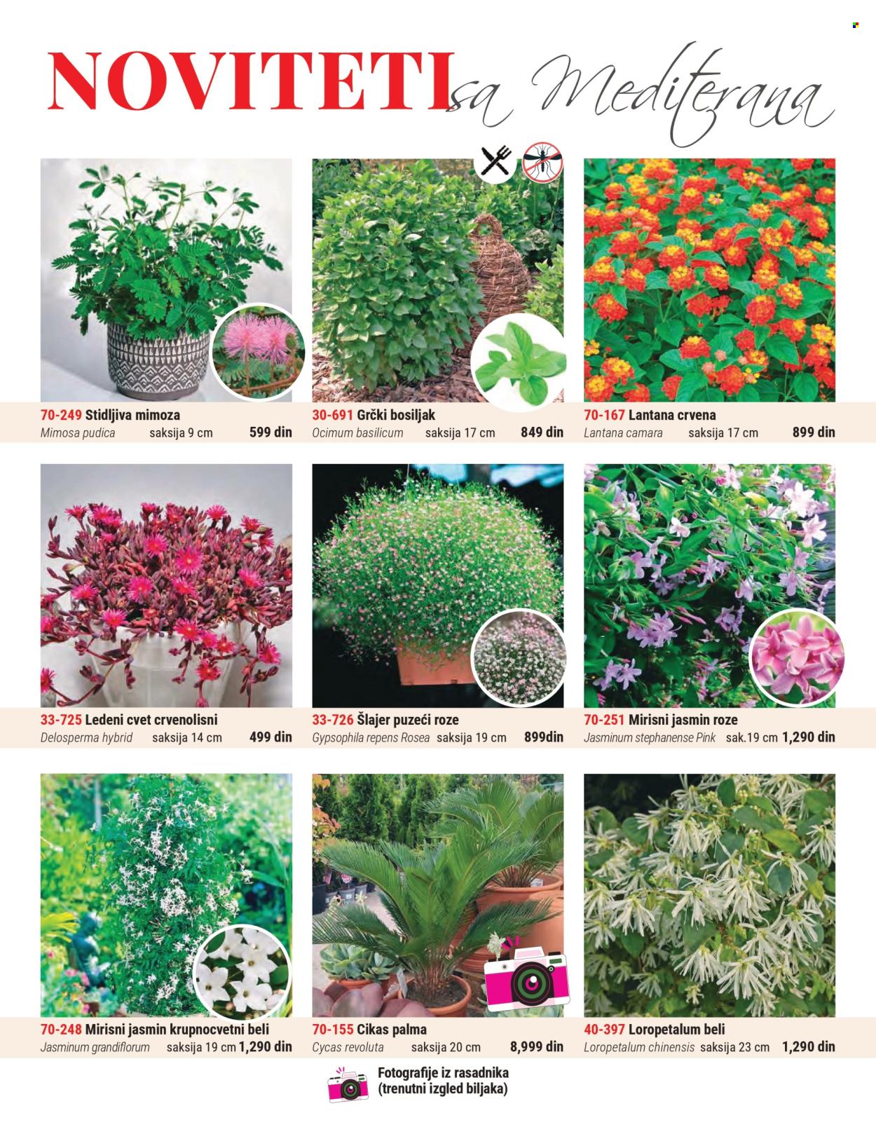 flora-ekspres - Flora Ekspres katalog avgust 2025 - page: 3