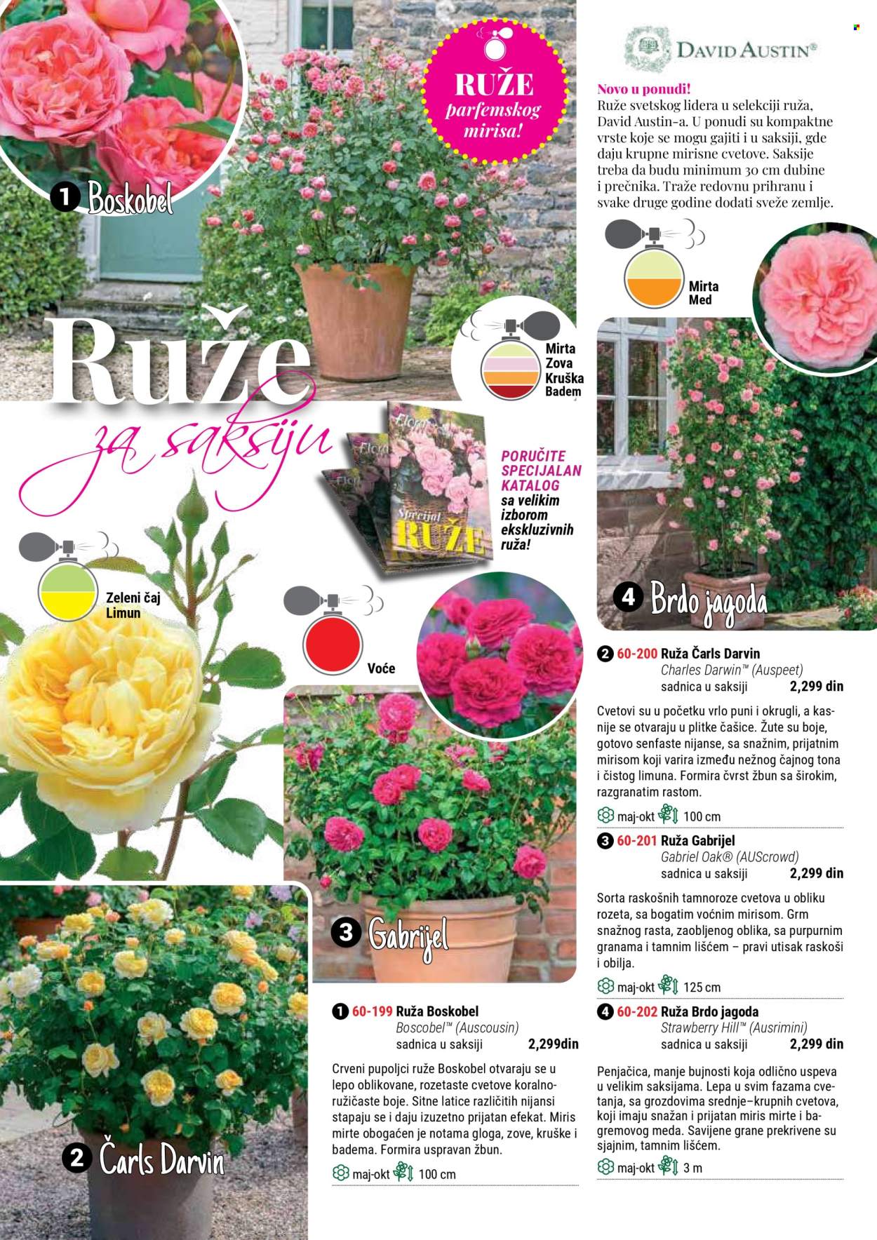 flora-ekspres - Flora Ekspres katalog septembar 2025 - page: 116
