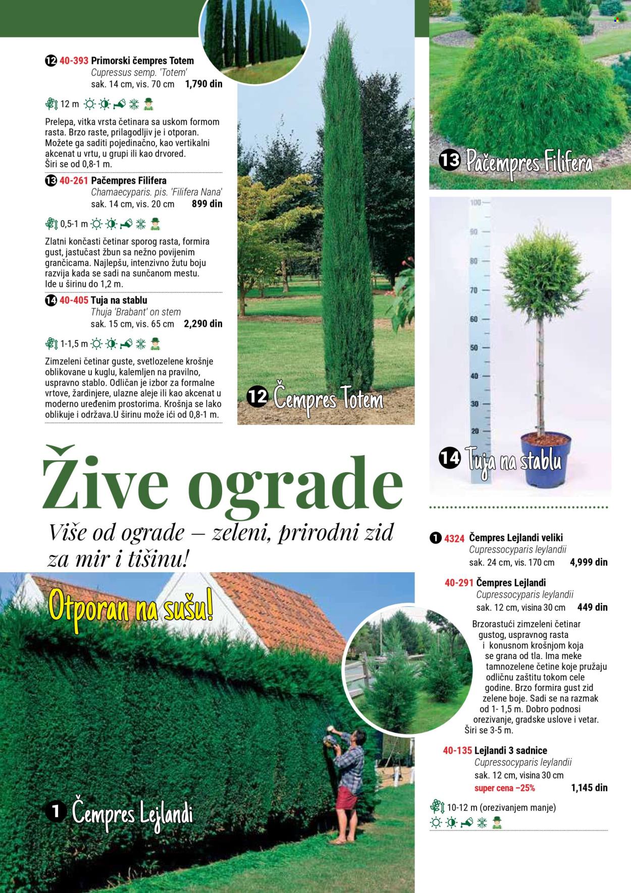 flora-ekspres - Flora Ekspres katalog septembar 2025 - page: 68