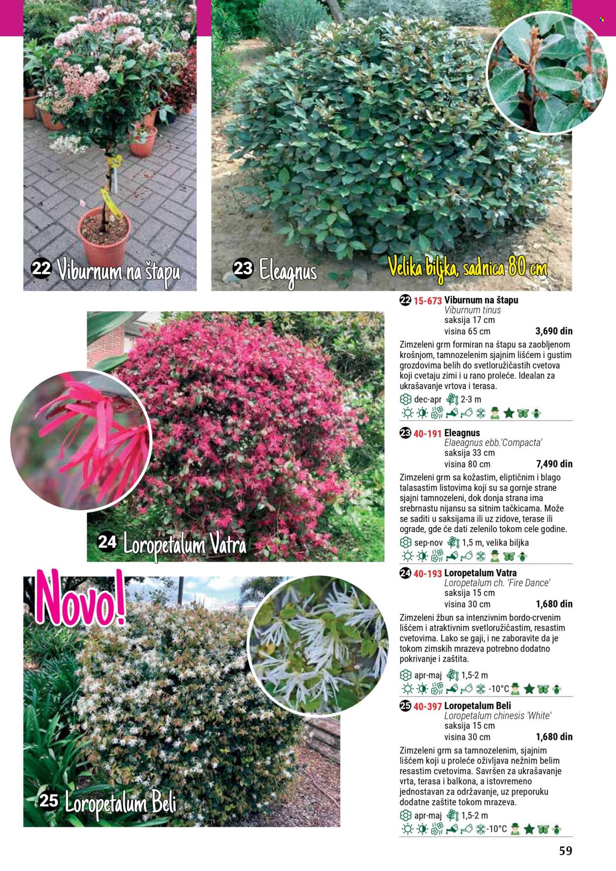 flora-ekspres - Flora Ekspres katalog septembar 2025 - page: 59