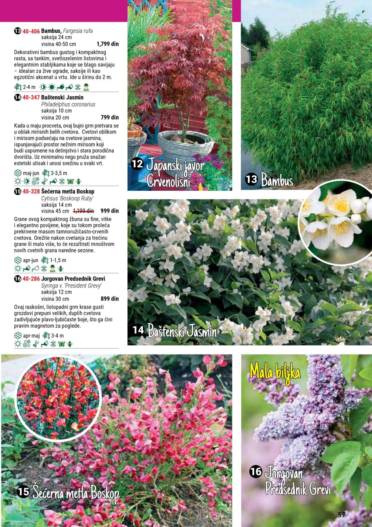 flora-ekspres - Flora Ekspres katalog septembar 2025 - page: 57