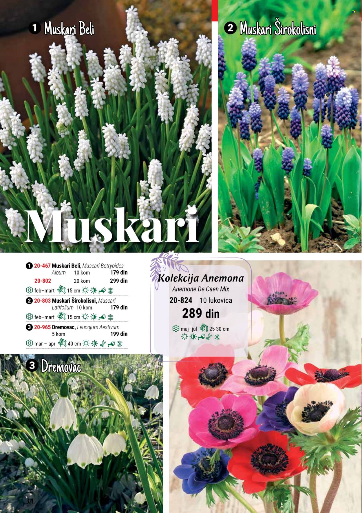 flora-ekspres - Flora Ekspres katalog septembar 2025 - page: 34