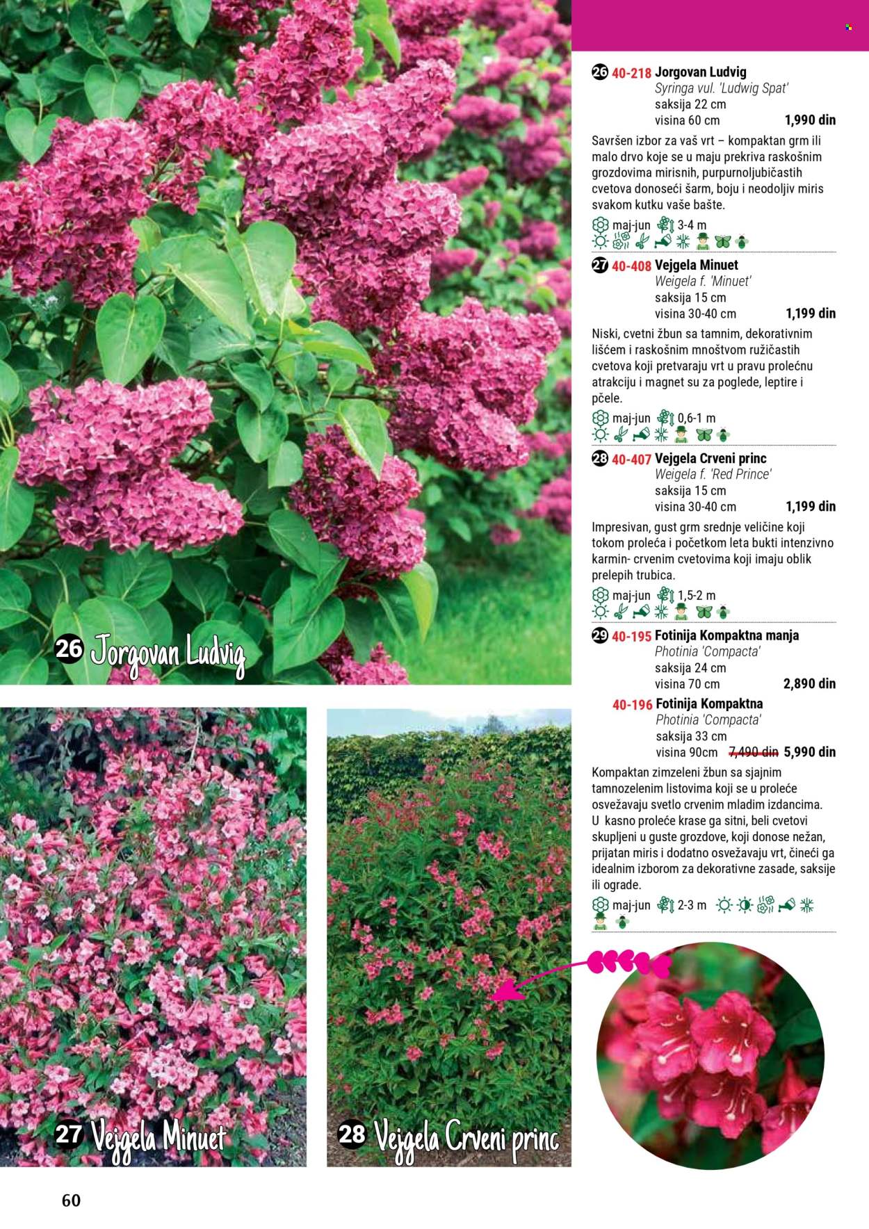 flora-ekspres - Flora Ekspres katalog septembar 2025 - page: 60