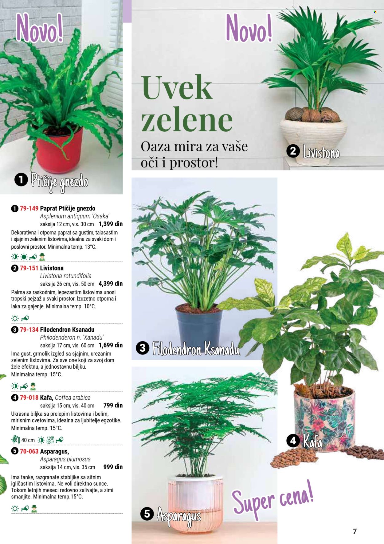 flora-ekspres - Flora Ekspres katalog septembar 2025 - page: 7