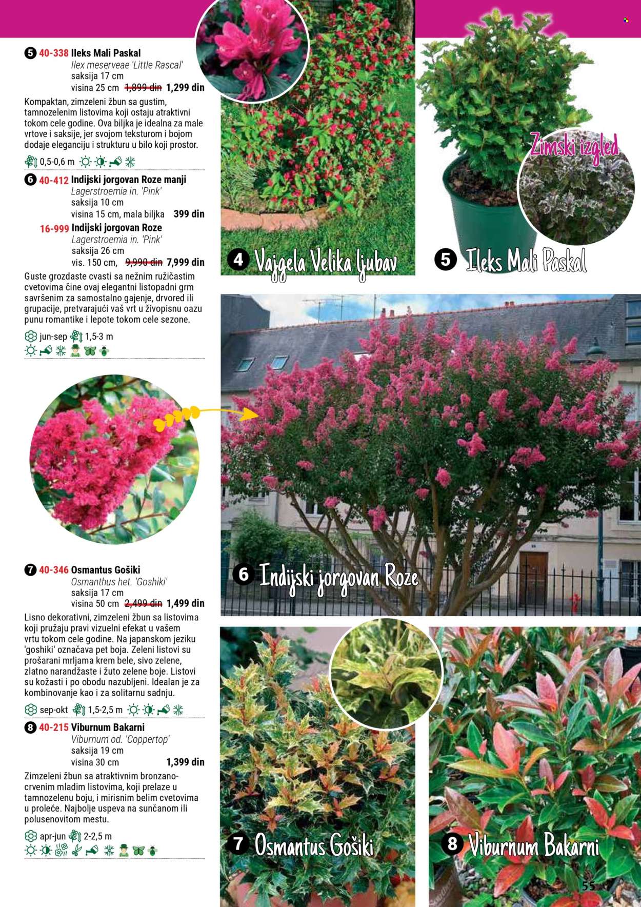 flora-ekspres - Flora Ekspres katalog septembar 2025 - page: 55